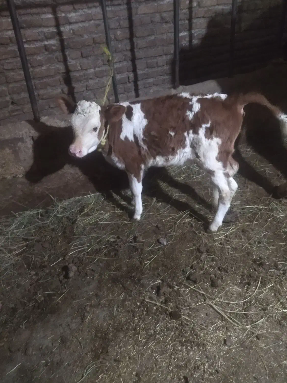 گاو|حیوانات مزرعه|مهاباد (آذربایجان غربی), |دیوار