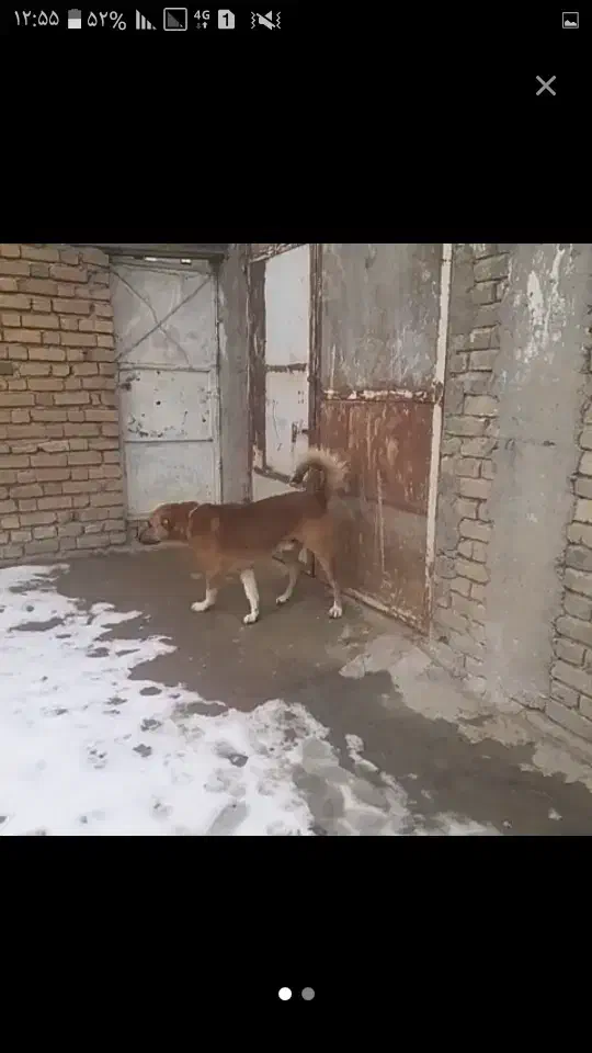 سگ سگ|حیوانات|دهگلان, |دیوار