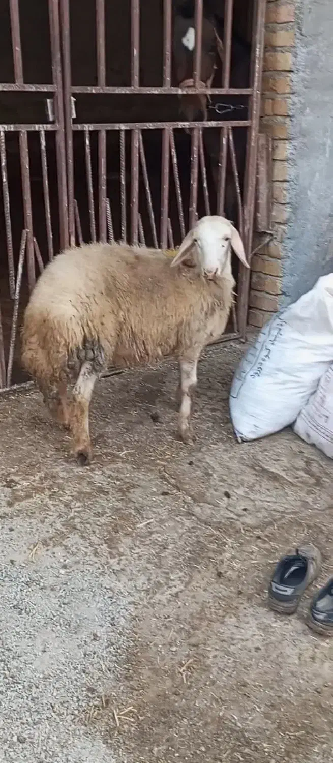گوسفند بره قوچ|حیوانات مزرعه|بروجرد, |دیوار