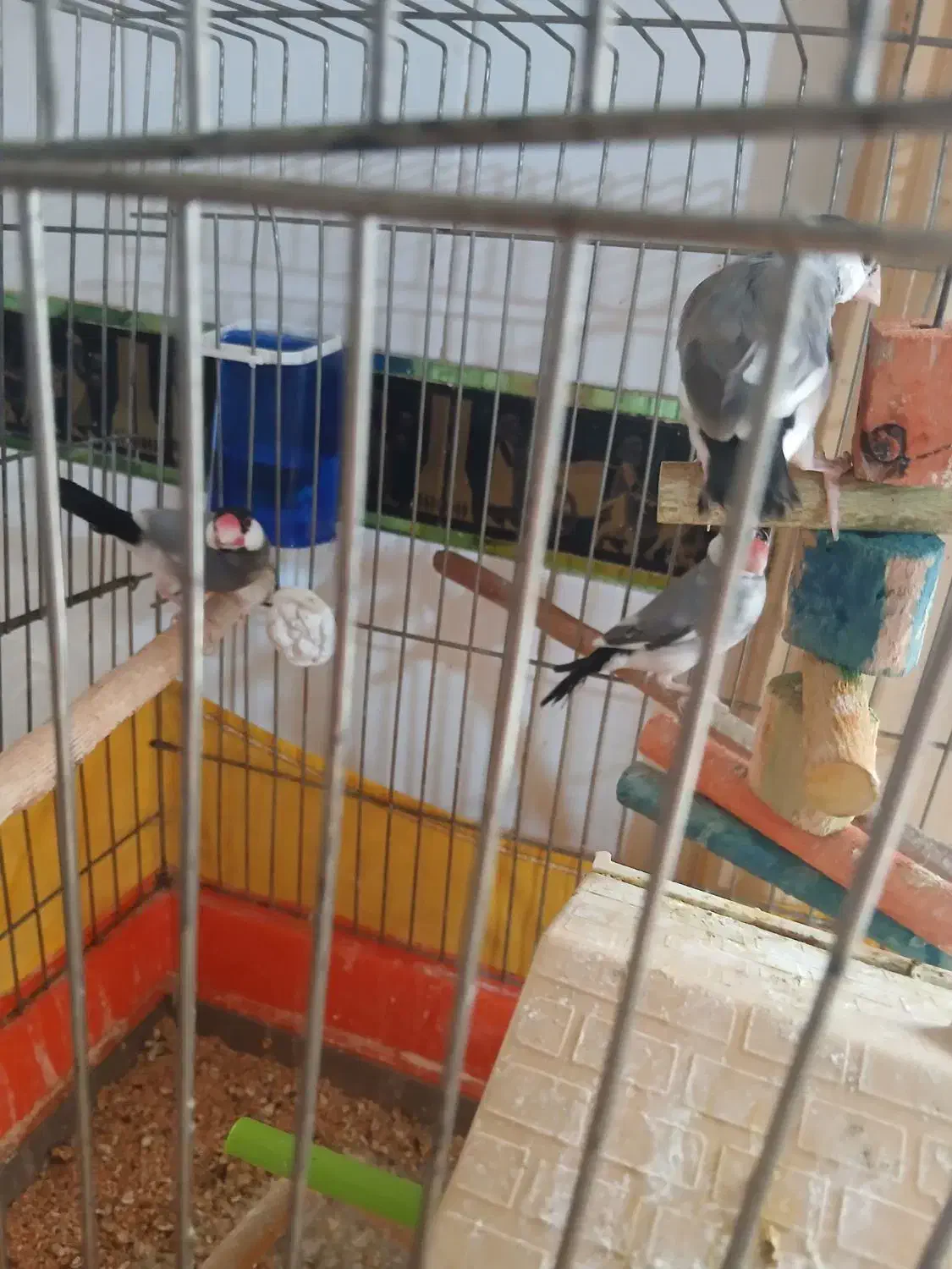 فنچ زینتی|پرنده|بشاریات, |دیوار