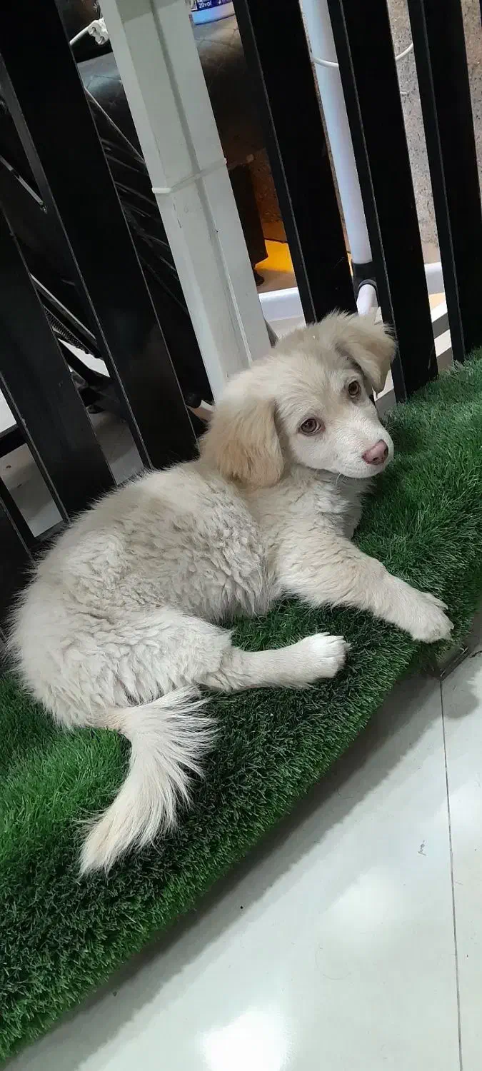 فروشی|سگ|شیروان (خراسان), |دیوار