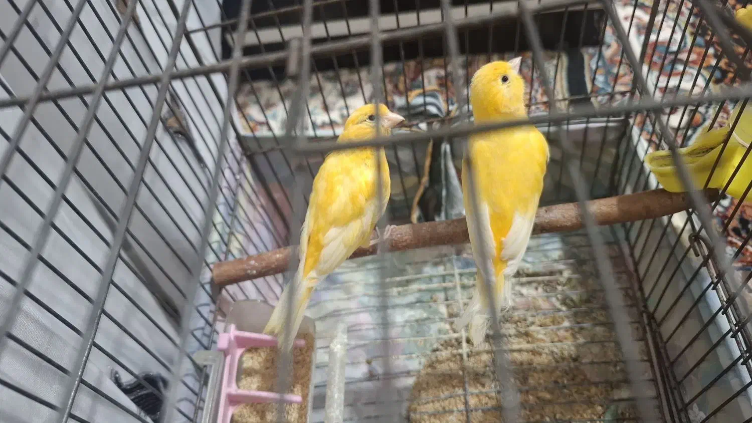 قناری نر|پرنده|بروجرد, |دیوار