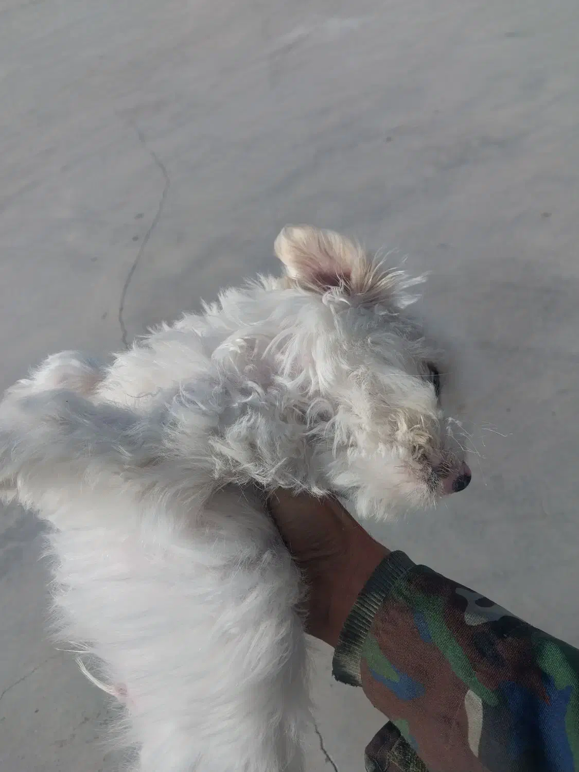 واگذاری سگ تزئینی|سگ|آباده, |دیوار