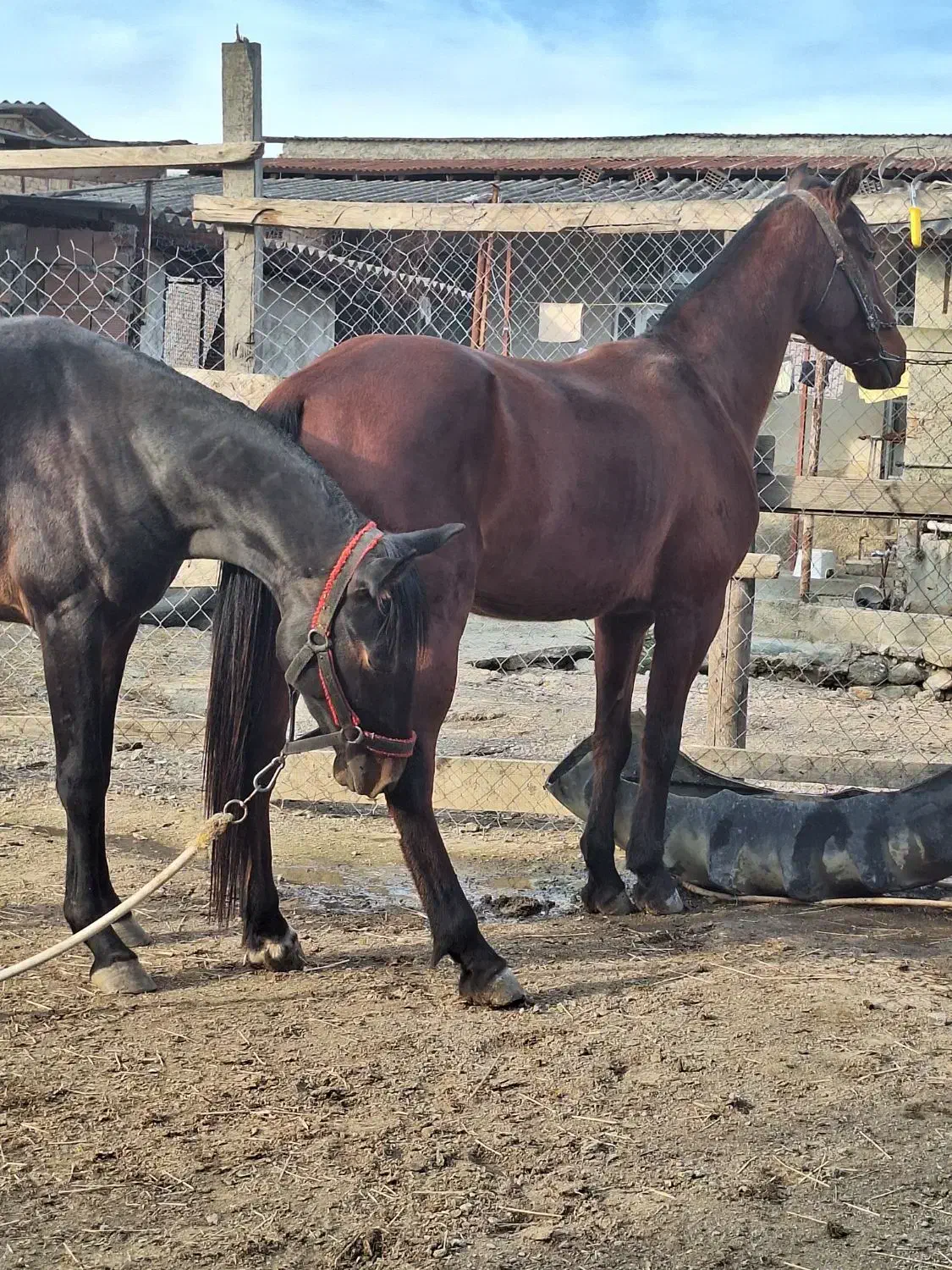 اسب نریون کهر|اسب و تجهیزات اسبسواری|کردکوی, |دیوار