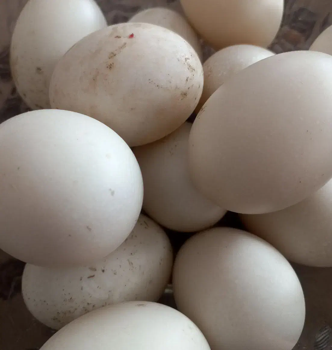 تخم اردک|حیوانات مزرعه|سبزوار, ابارش|دیوار