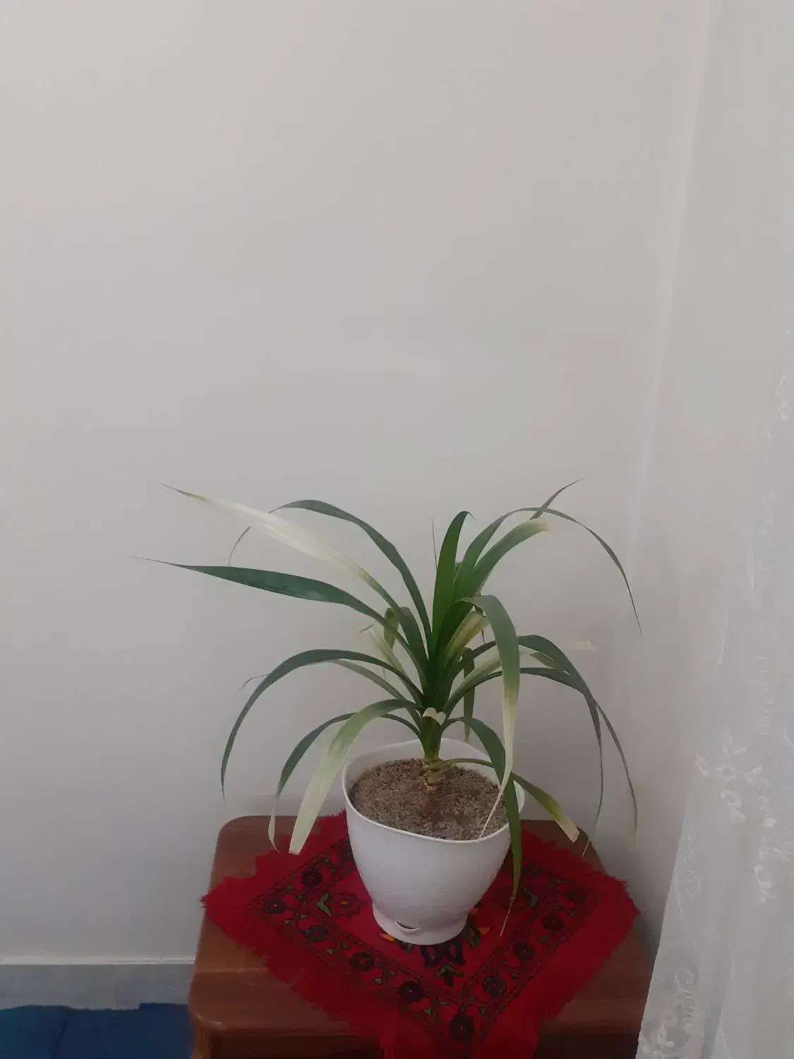 گل طبیعی  بزرگ|گل و گیاه طبیعی|زنجان, |دیوار