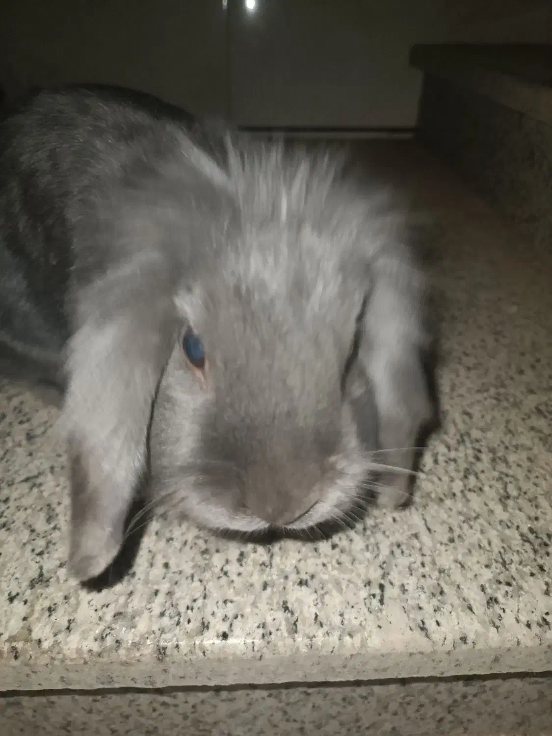 خرگوش فروشی|موش و خرگوش|حبیب آباد, |دیوار