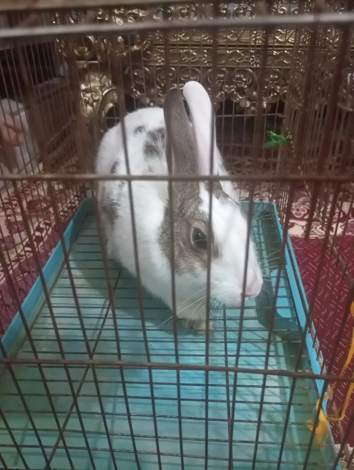 خرگوش نر|موش و خرگوش|تبریز, |دیوار