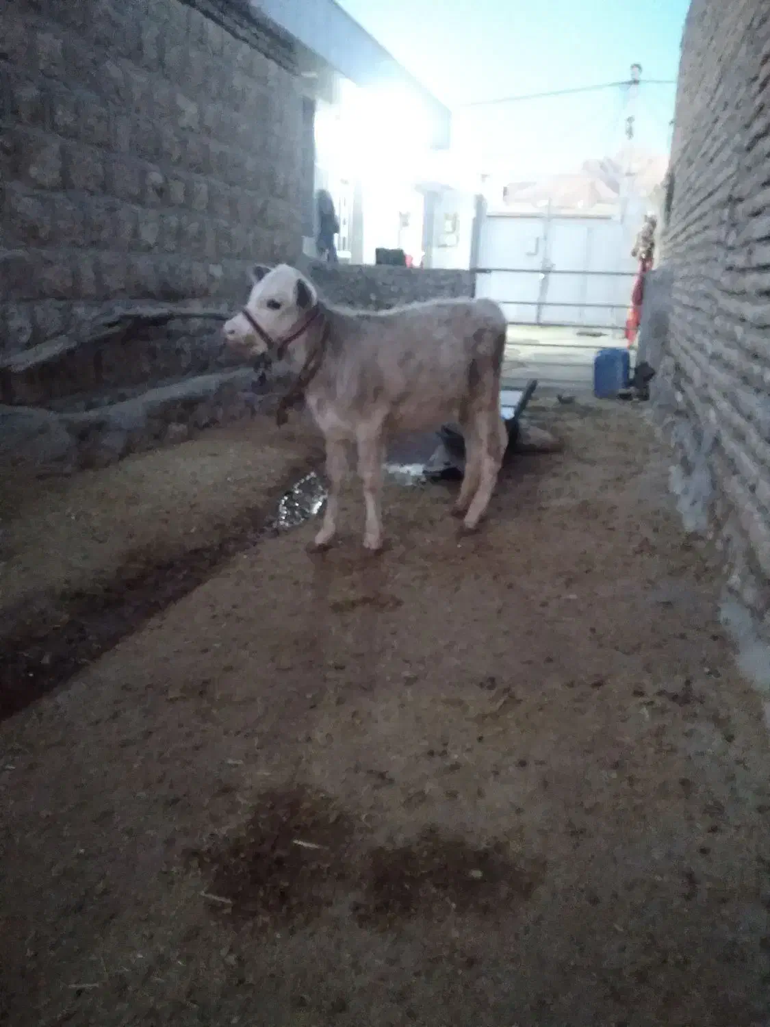 گوساله ماده شاروله|حیوانات مزرعه|کوهدشت, |دیوار