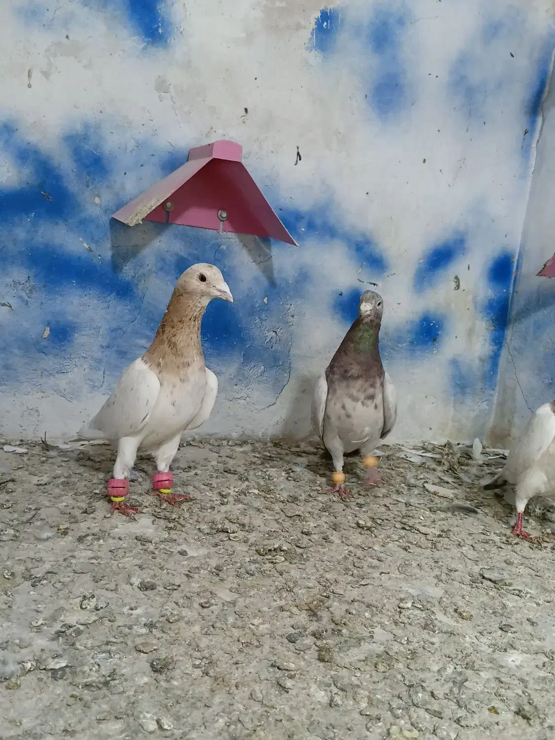 خطی|پرنده|بیرجند, |دیوار