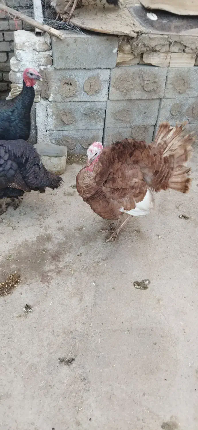 بوقلمون محلی10عدد|حیوانات مزرعه|زرین دشت (همدان), |دیوار