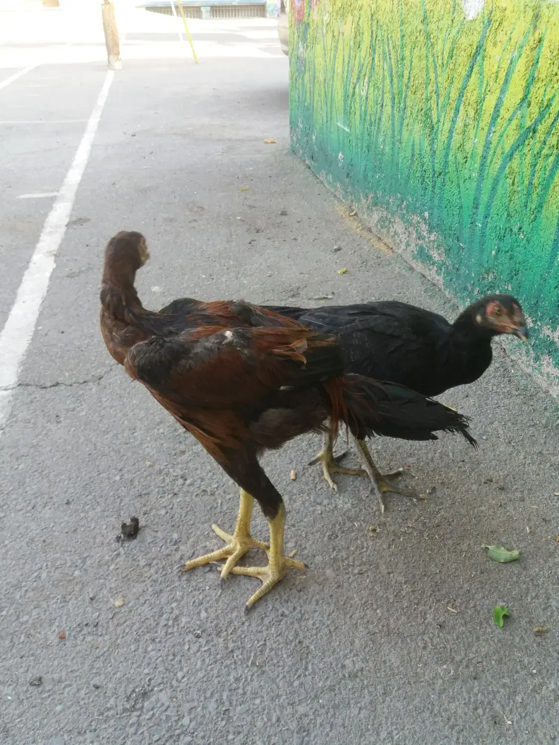 مرغ و خروس اصیل لاری|حیوانات مزرعه|تهران, شهرک امام خمینی|دیوار