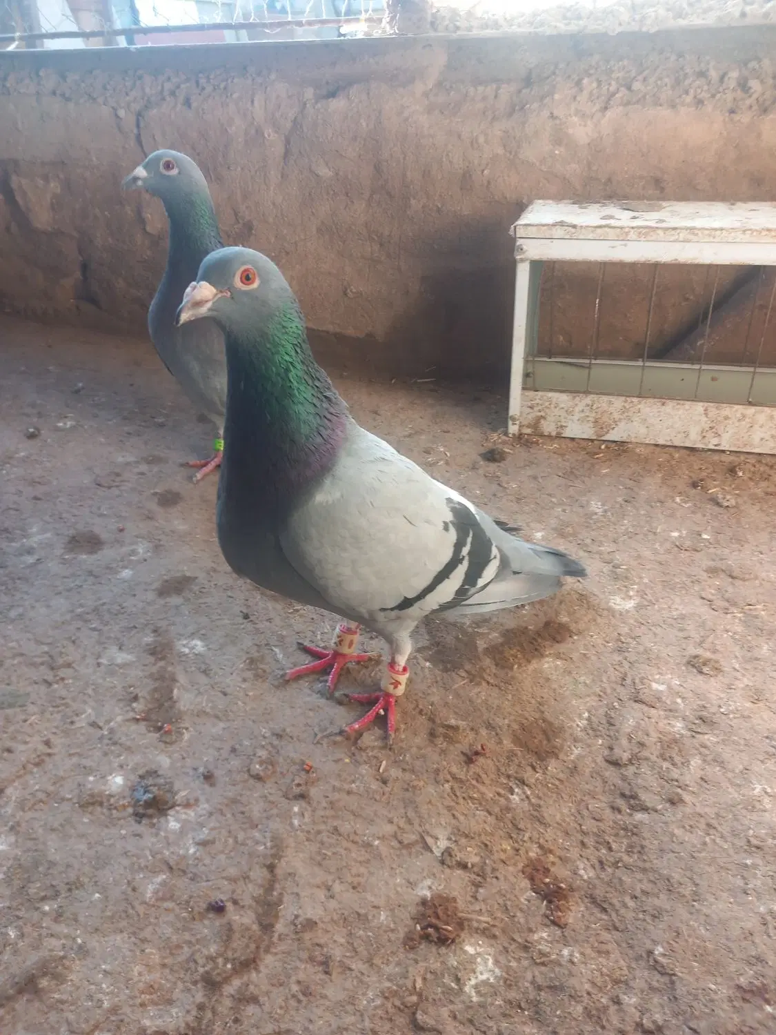 کبوتر|پرنده|شیروان (خراسان), |دیوار