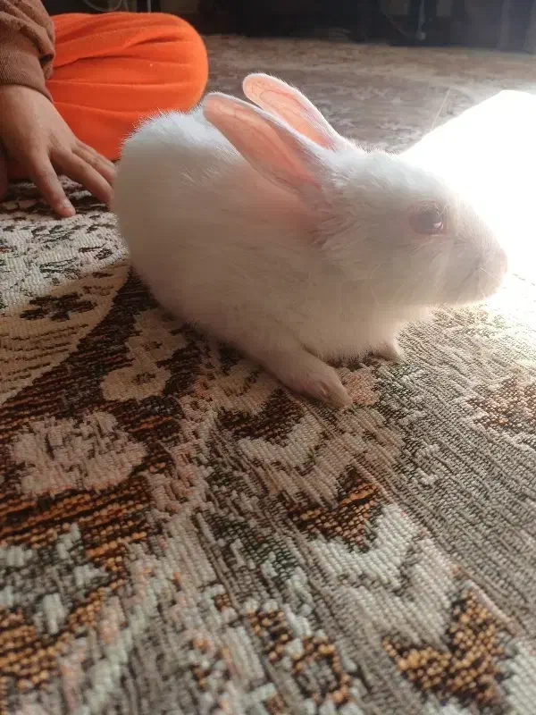 خرگوش ۲ماهه|موش و خرگوش|دماوند, مسکن مهر گیلاوند|دیوار