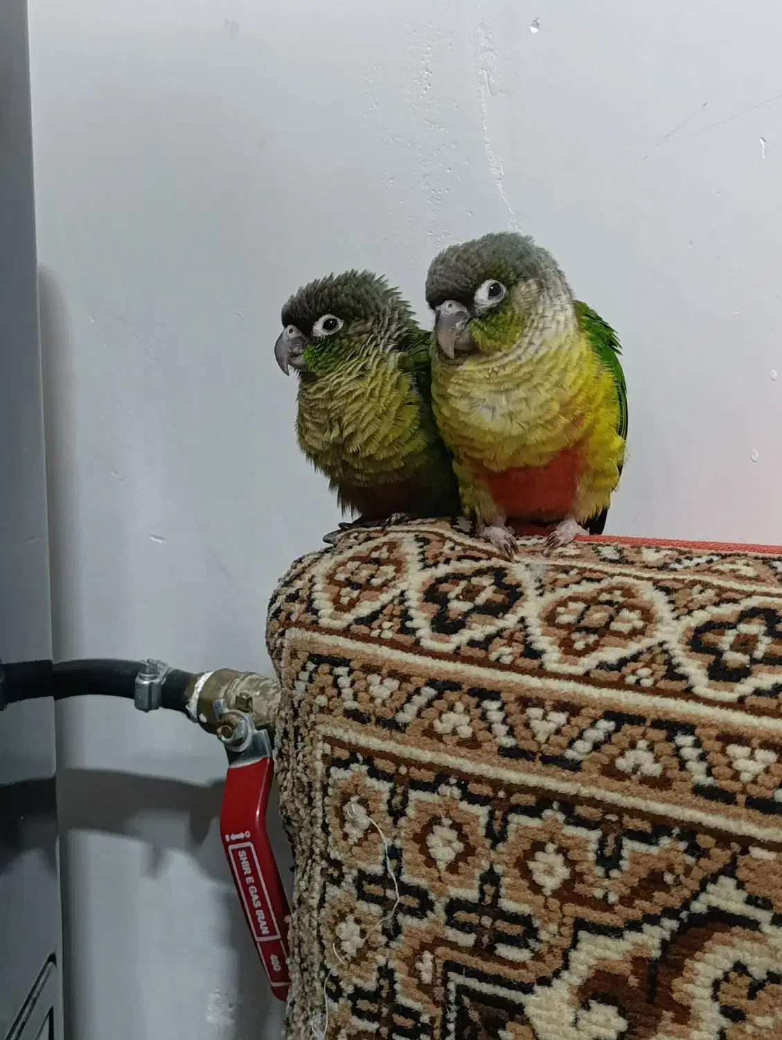 گرینچیک|پرنده|گناباد, |دیوار