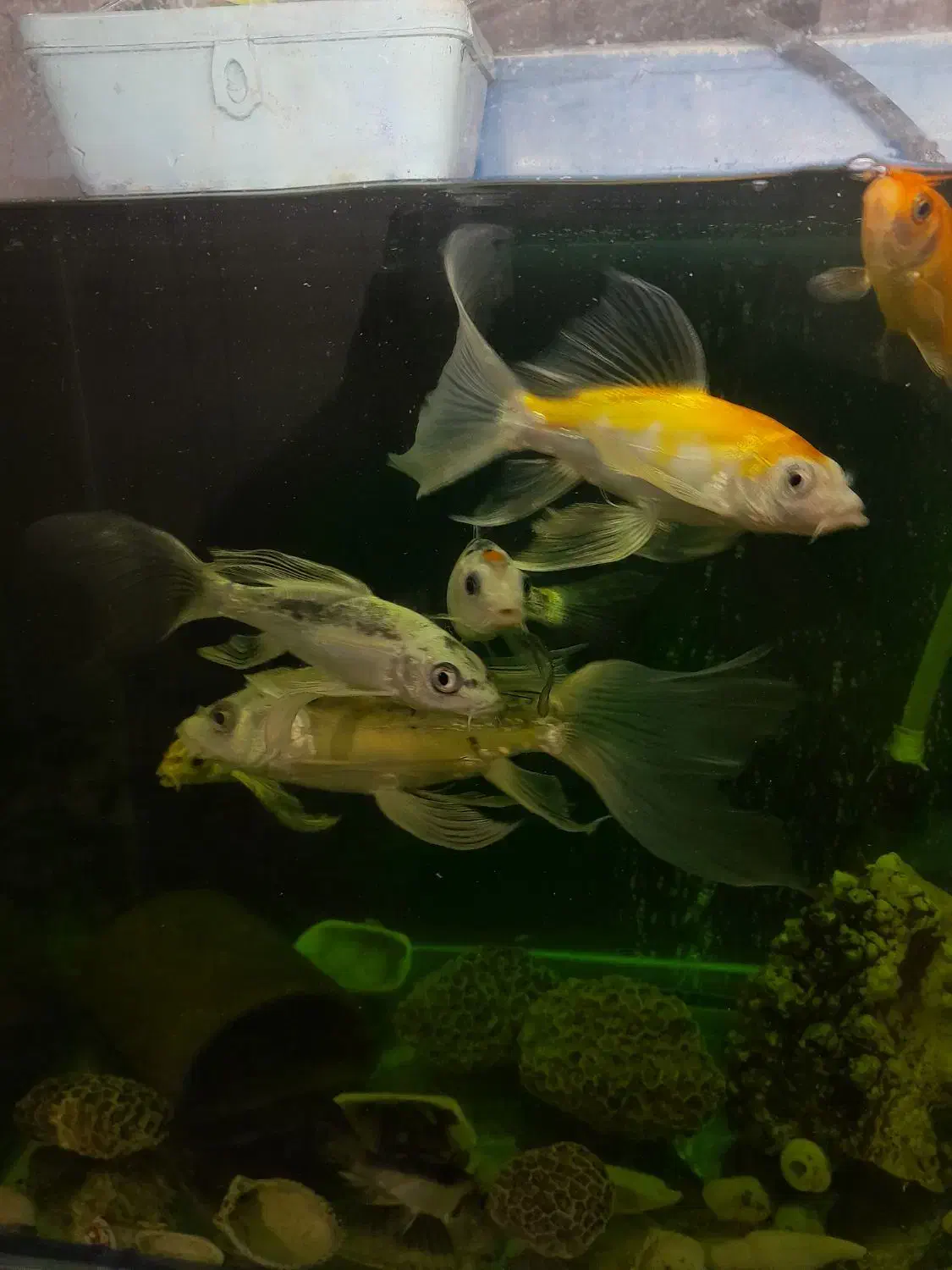 ۶ عدد ماهی کوی|ماهی|تهران, شهرک رضویه|دیوار