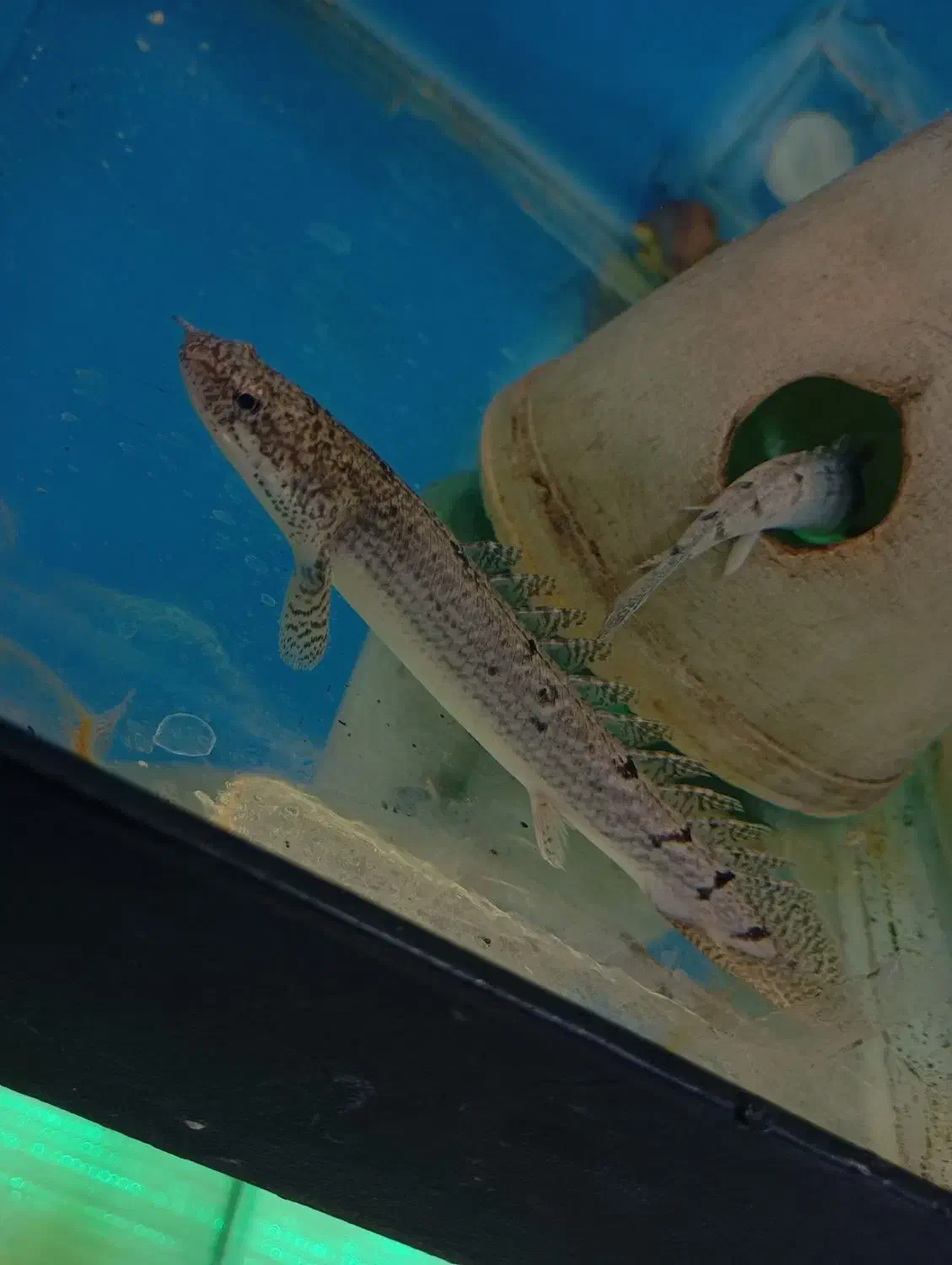 فروش ماهی های زینتی|ماهی|لار, |دیوار