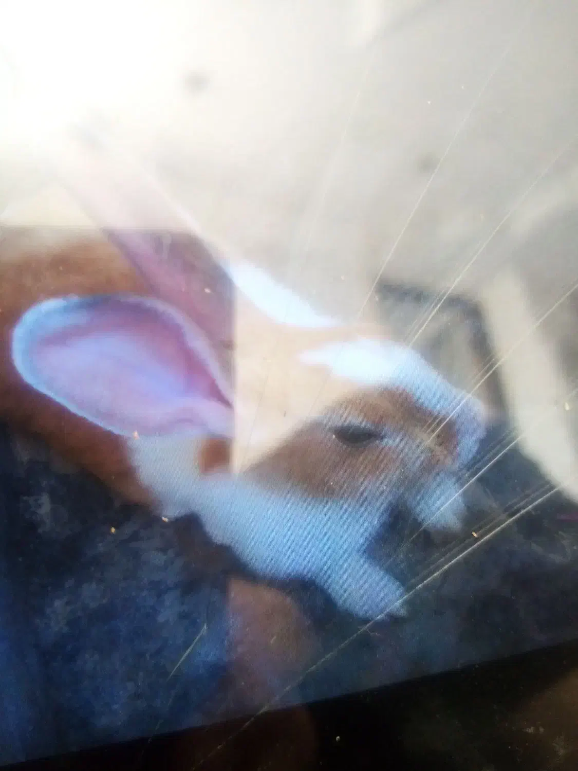 خرگوش خانگی|موش و خرگوش|مریوان, |دیوار