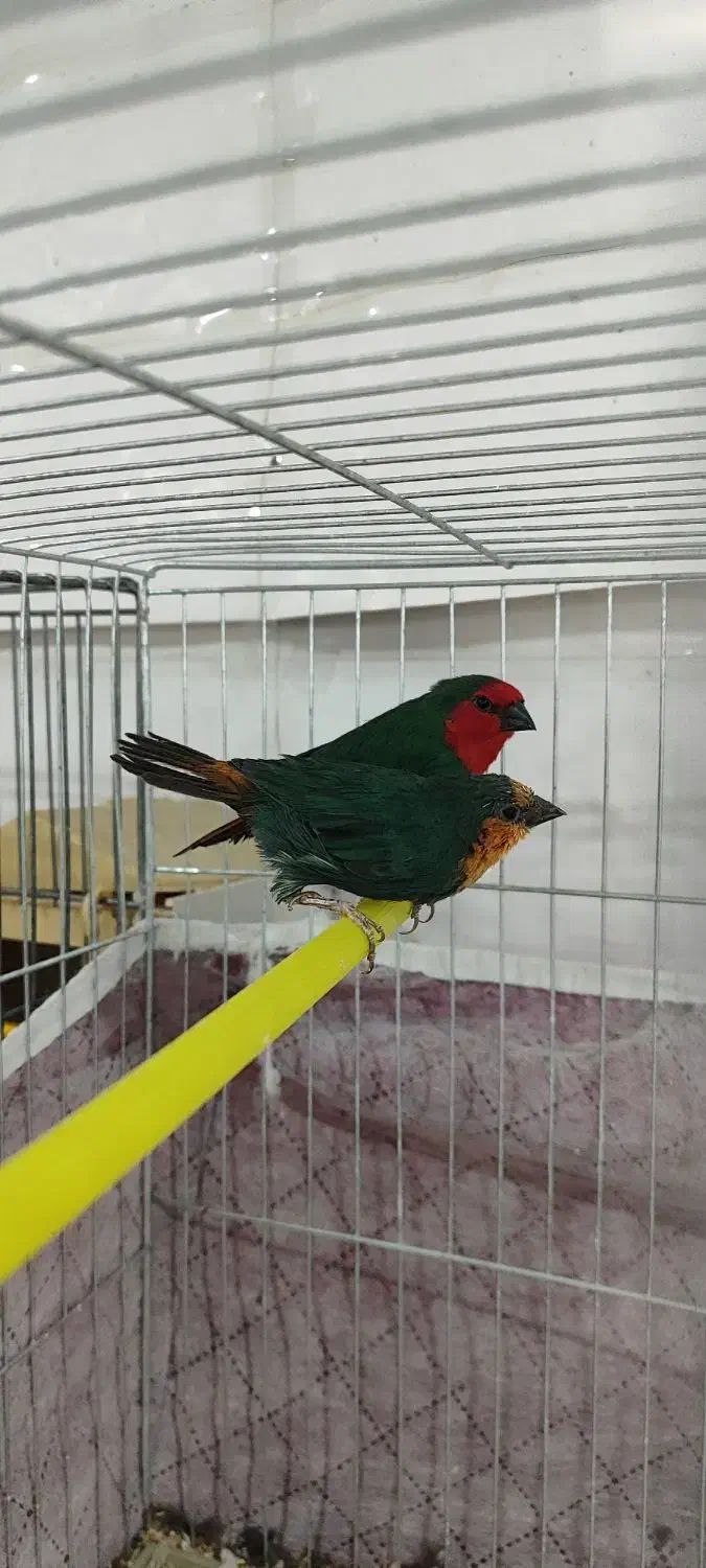 فنچ گلدین فنچ طوطیوار|پرنده|اردبیل, |دیوار