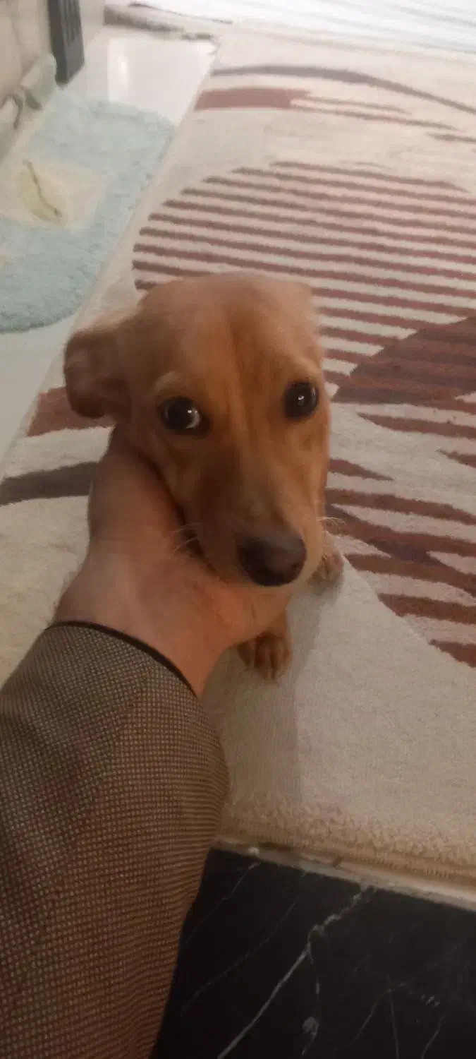 سگ نژاد اشپیزو|سگ|مشهد, سجاد شهر|دیوار