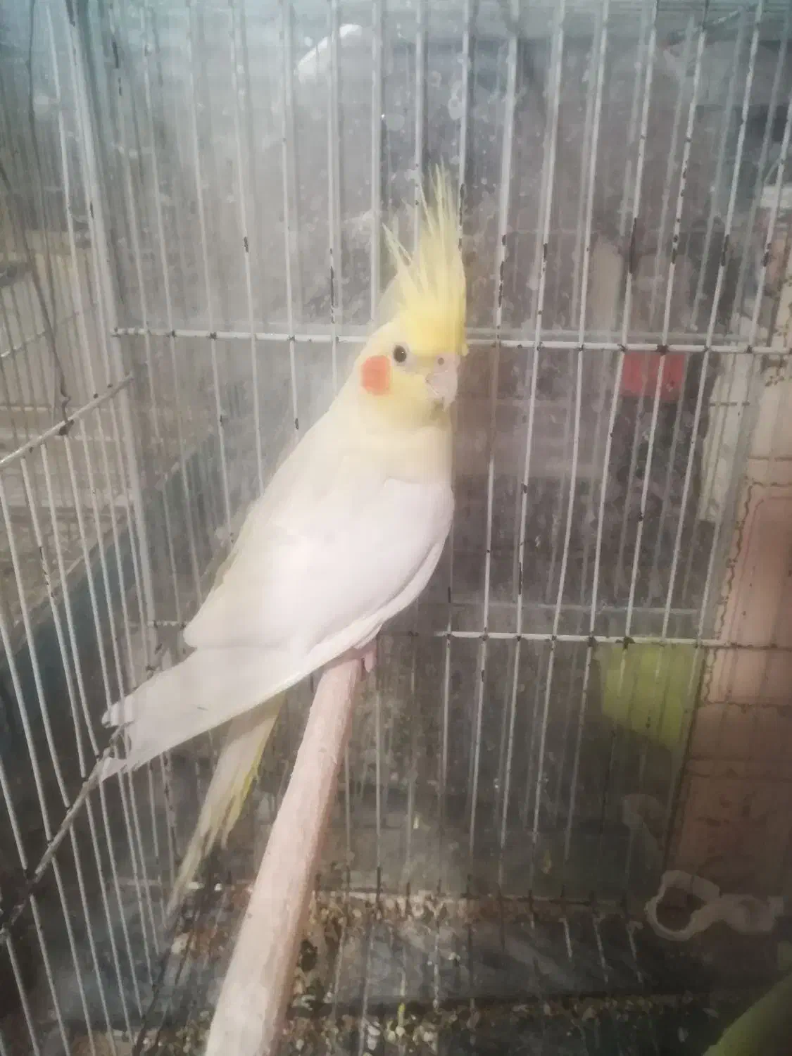 سه عدد عروس هلندی بالغ|پرنده|مشهد, عیدگاه|دیوار