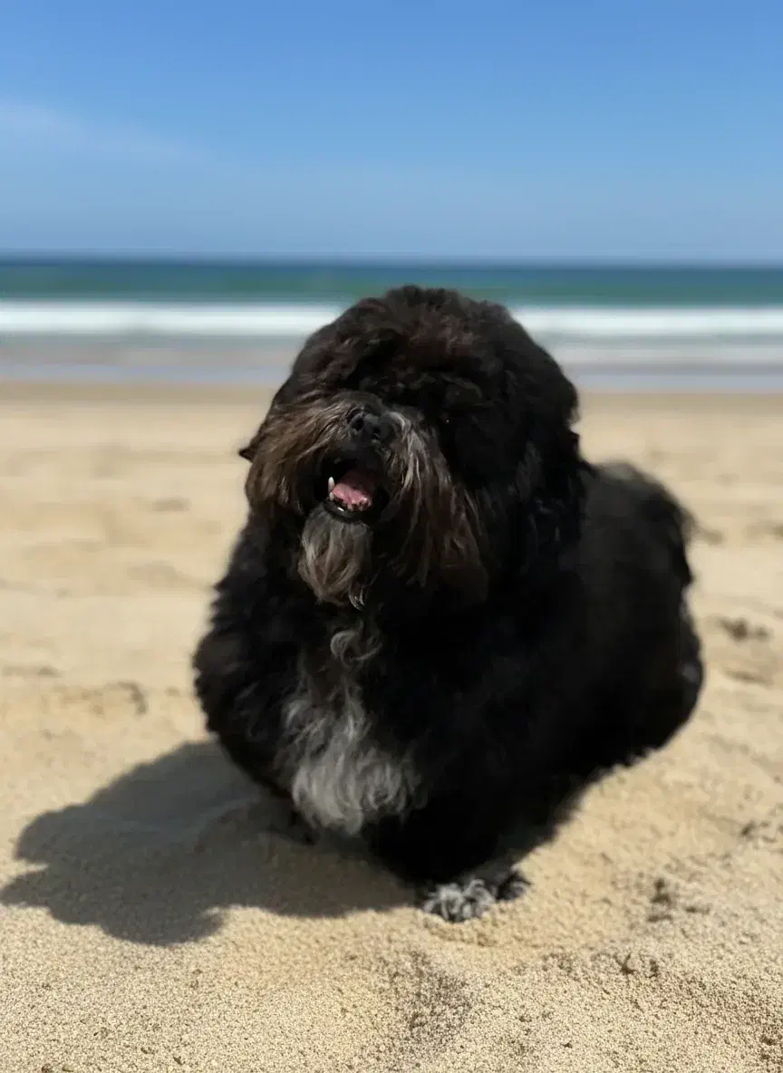 سگ دو ساله نر|سگ|دزفول, |دیوار