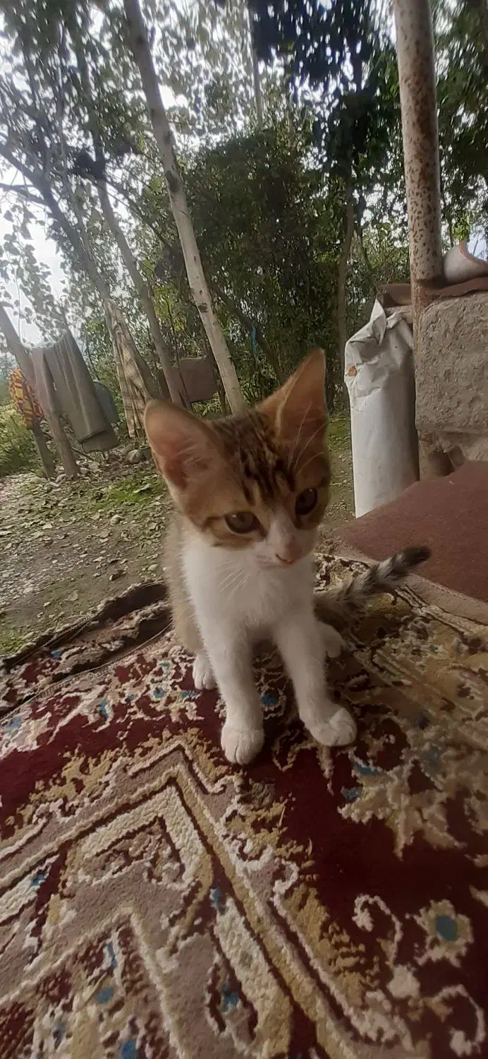 واگذاری رایگان گربه|گربه|ماسال, |دیوار