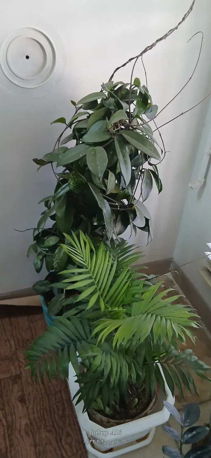 گل آپارتمانی|گل و گیاه طبیعی|شیراز, عادل آباد|دیوار