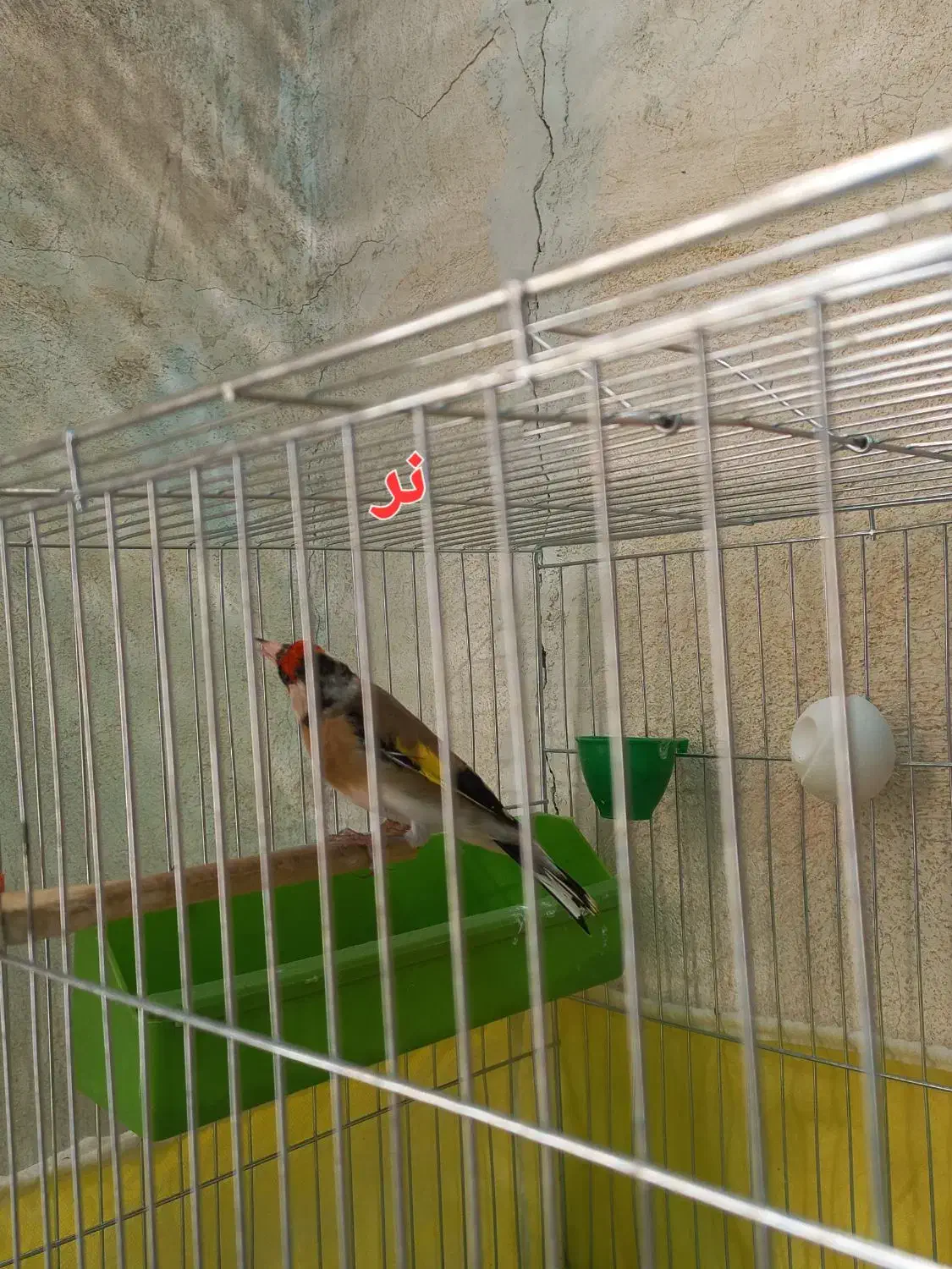 یک جفت سهره سالم وسرحال،روبه مستی|پرنده|شهرضا, |دیوار