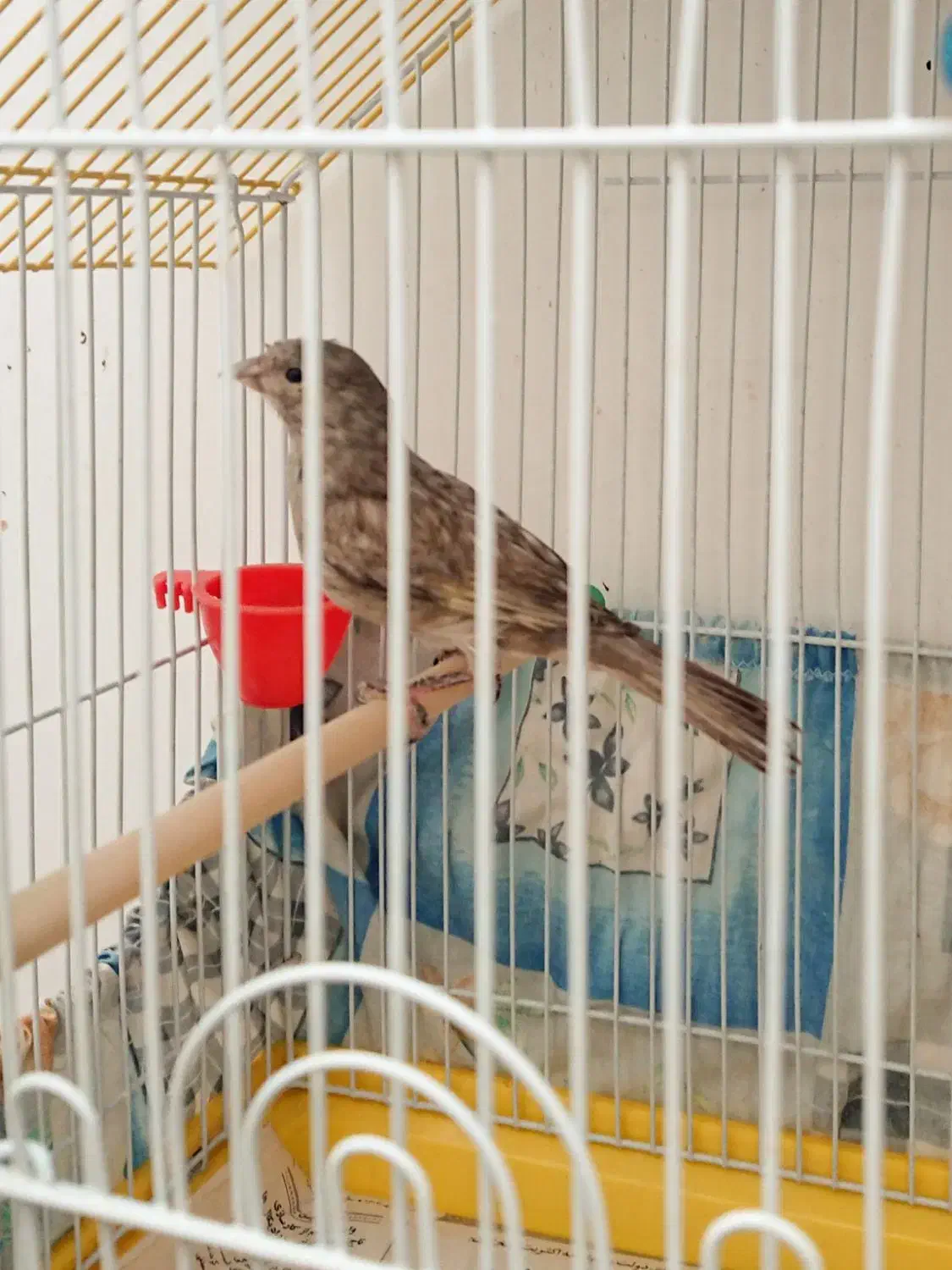 قناری ماده آماده سیلور جوان|پرنده|حمیدیا, |دیوار