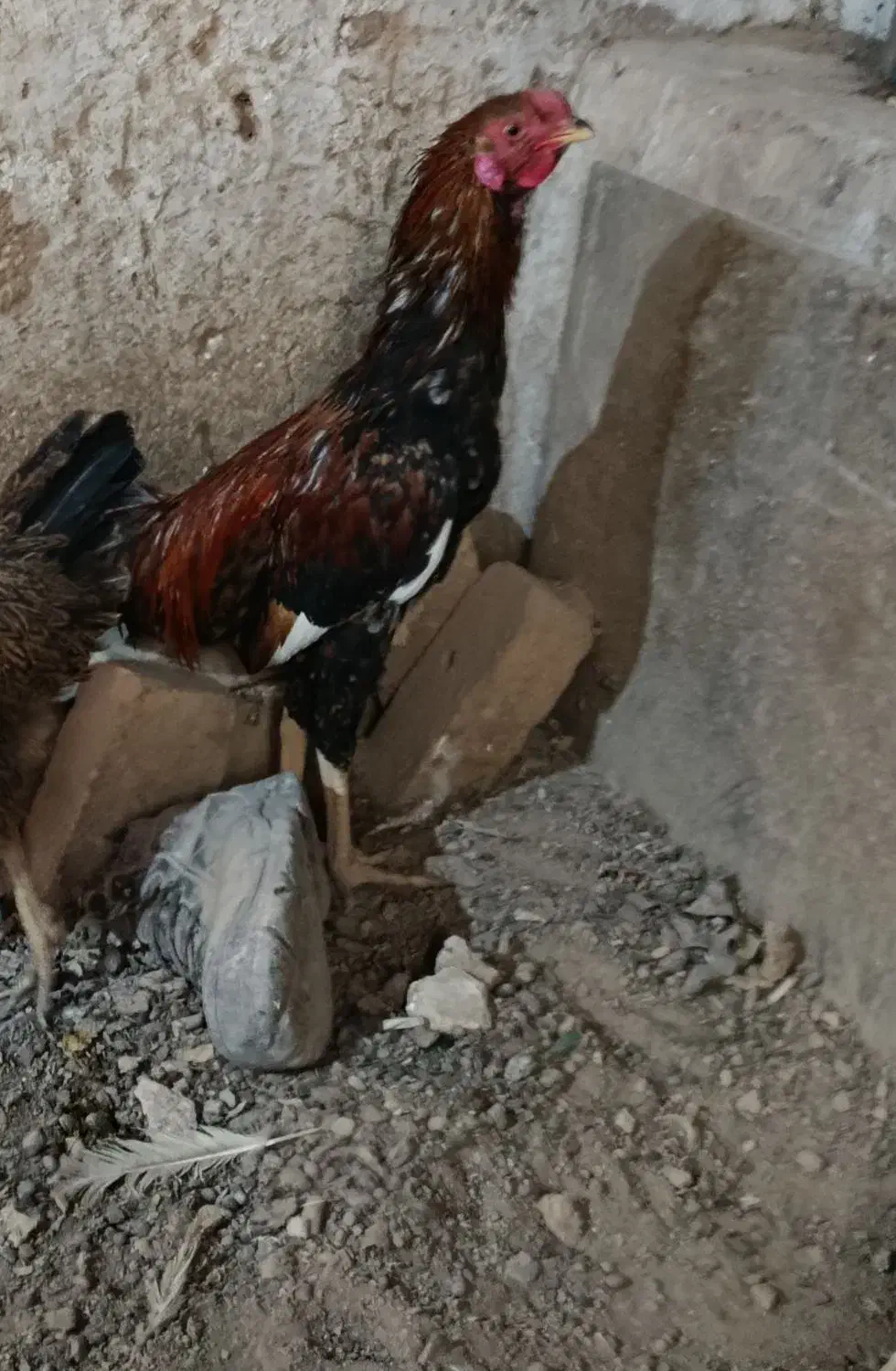 خرپس لاری جوان بامرغ تخمی جوان|حیوانات مزرعه|بیرجند, |دیوار