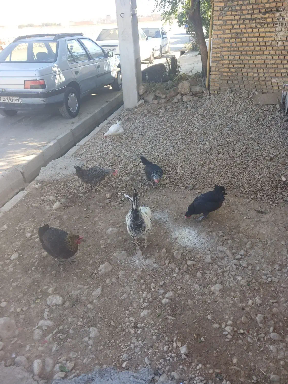 مرغ محلی|حیوانات مزرعه|ایذه, |دیوار