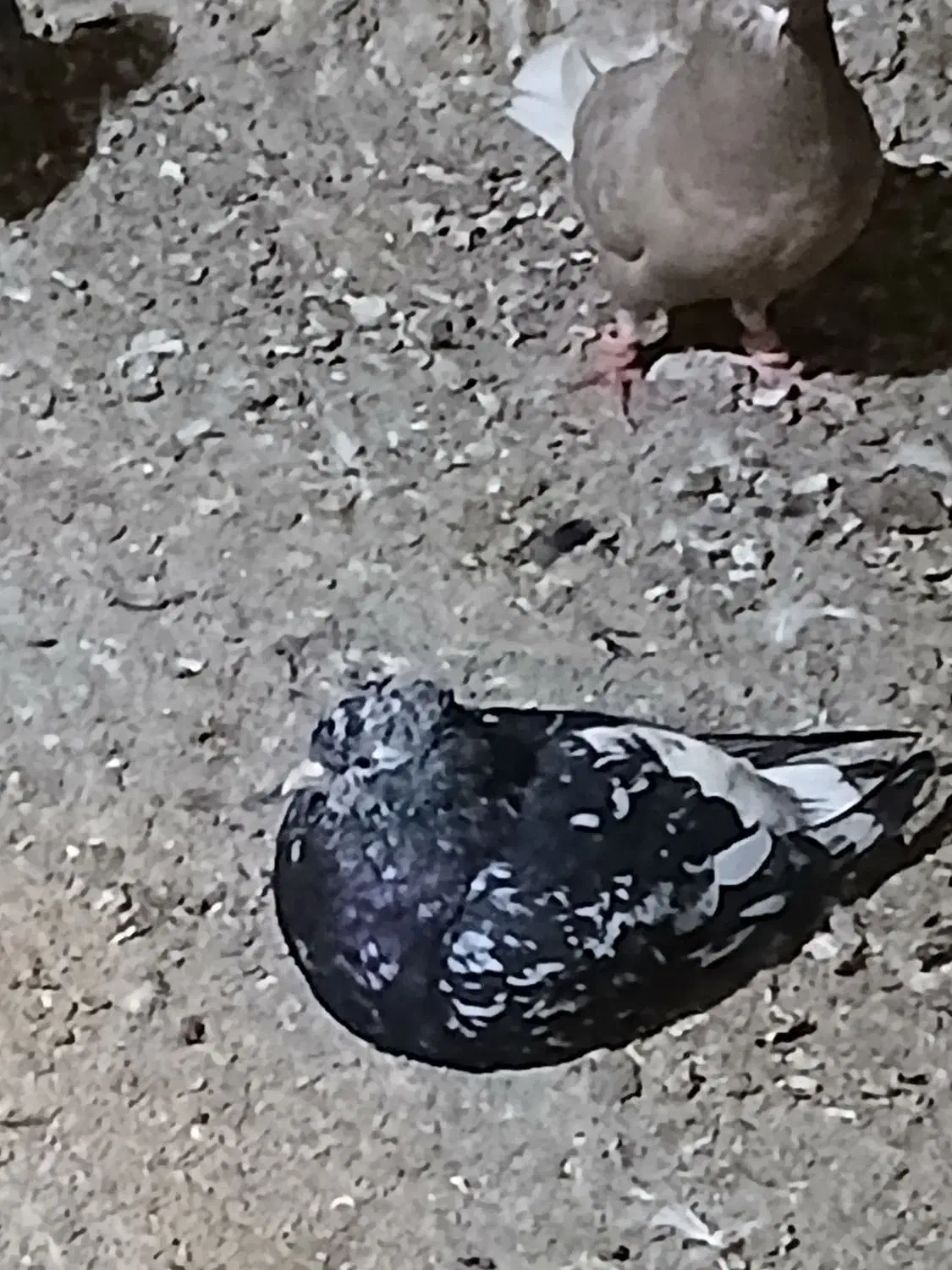 کبوتر|پرنده|باوی, |دیوار