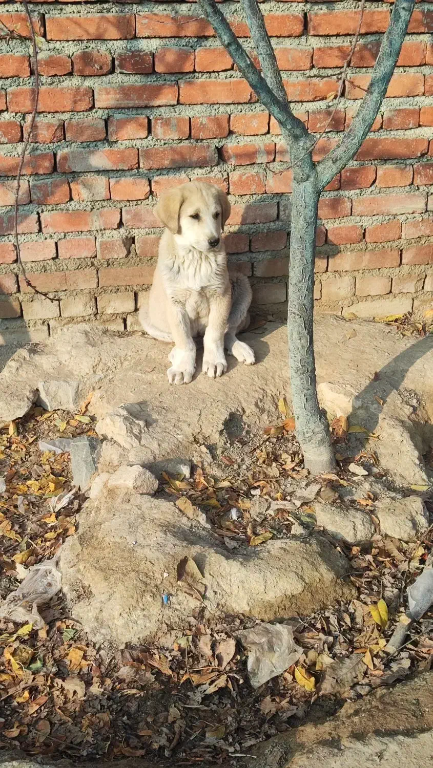 توله پژدر|سگ|بهار, |دیوار