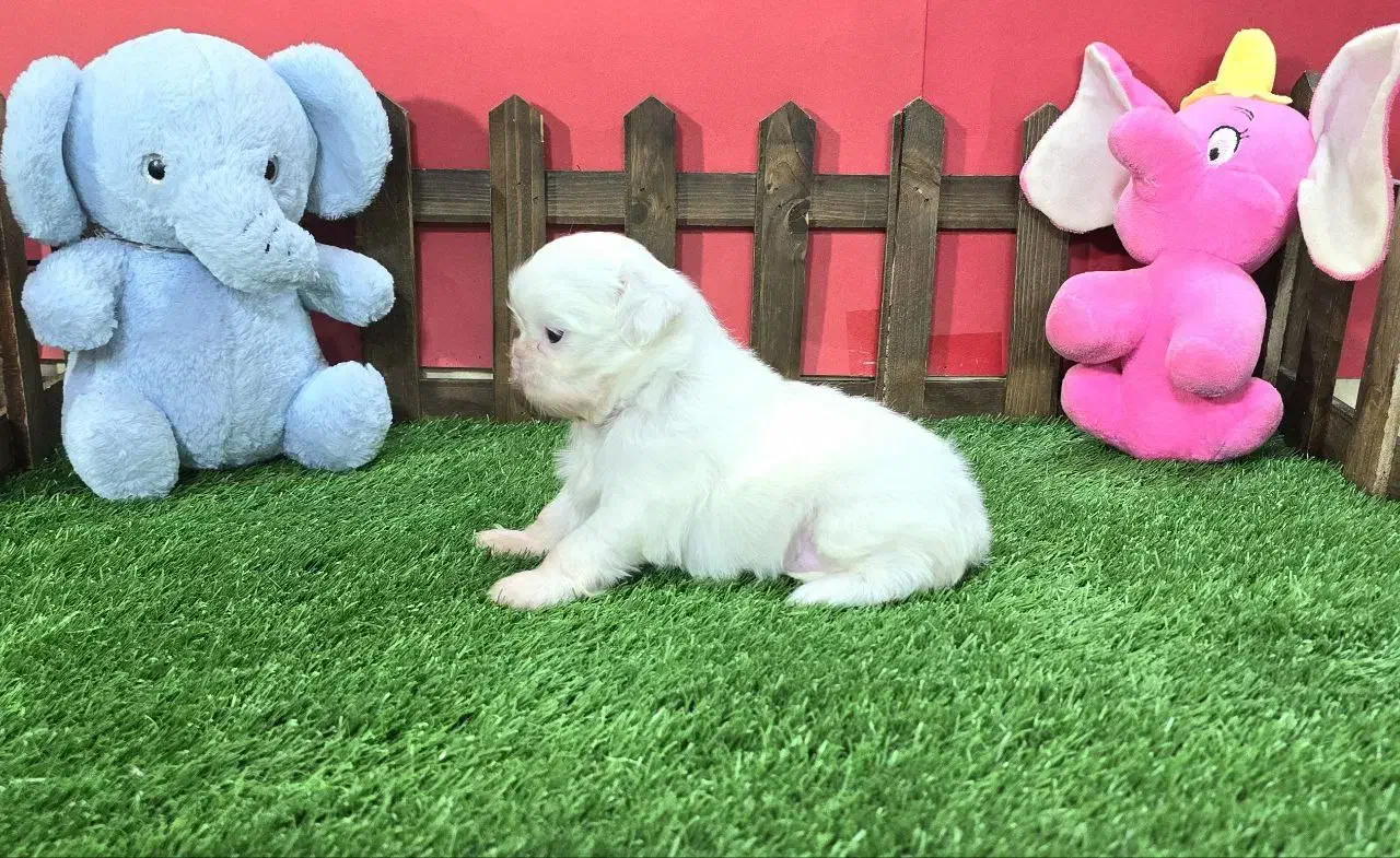 شیتزو سوپر فلت اصیل|سگ|مشهد, هنرستان|دیوار