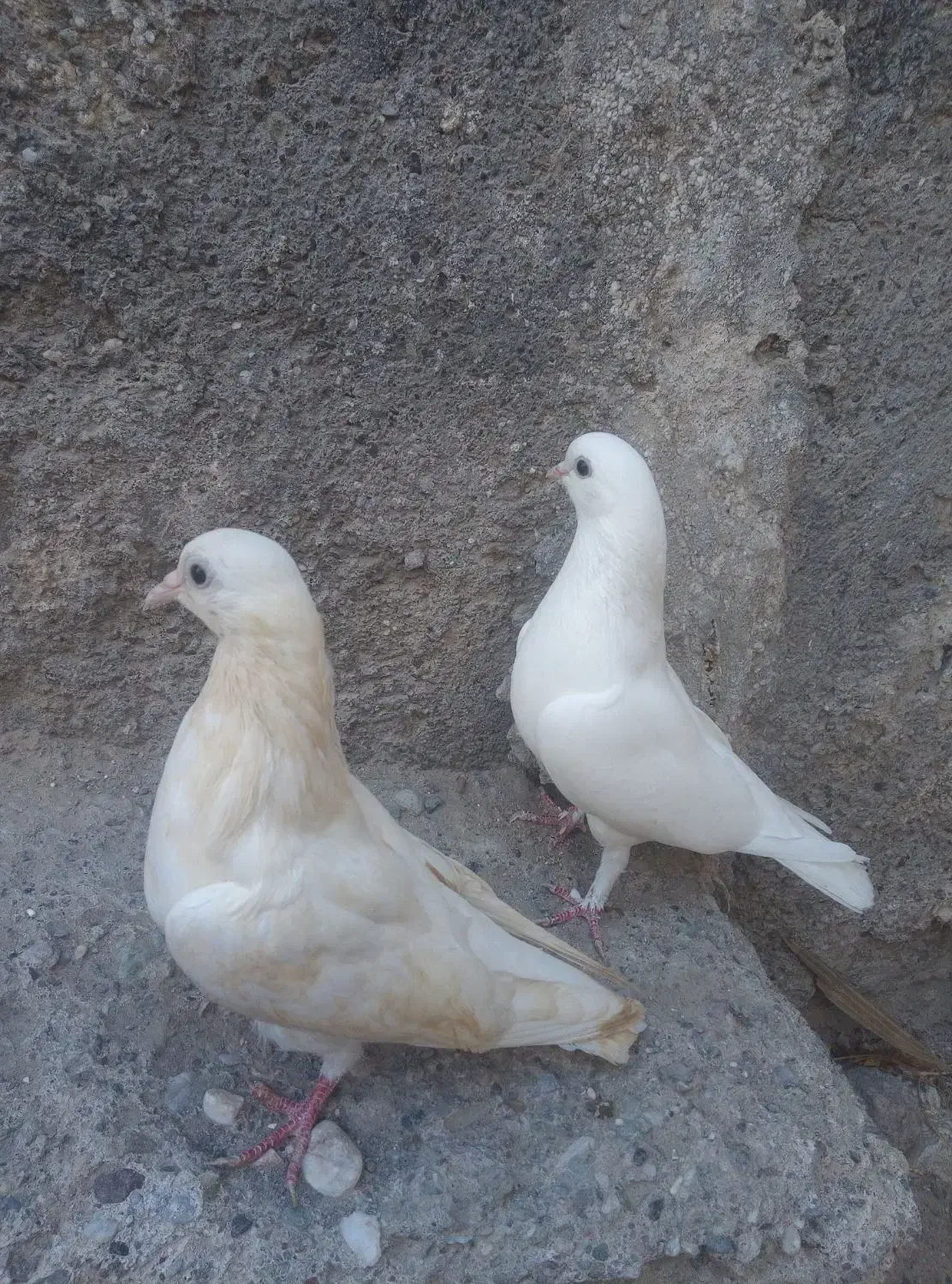 کفتر سفید درجایی|پرنده|میناب, |دیوار