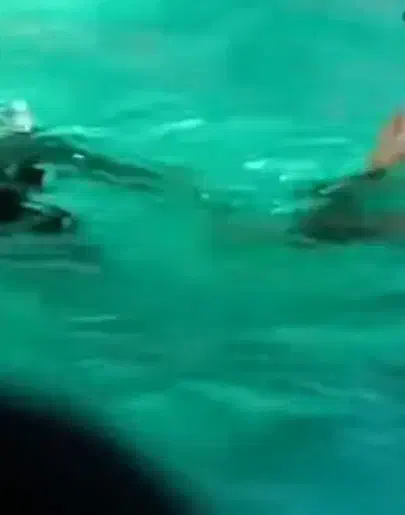 ماهی قزل آلا|ماهی|یاسوج, |دیوار