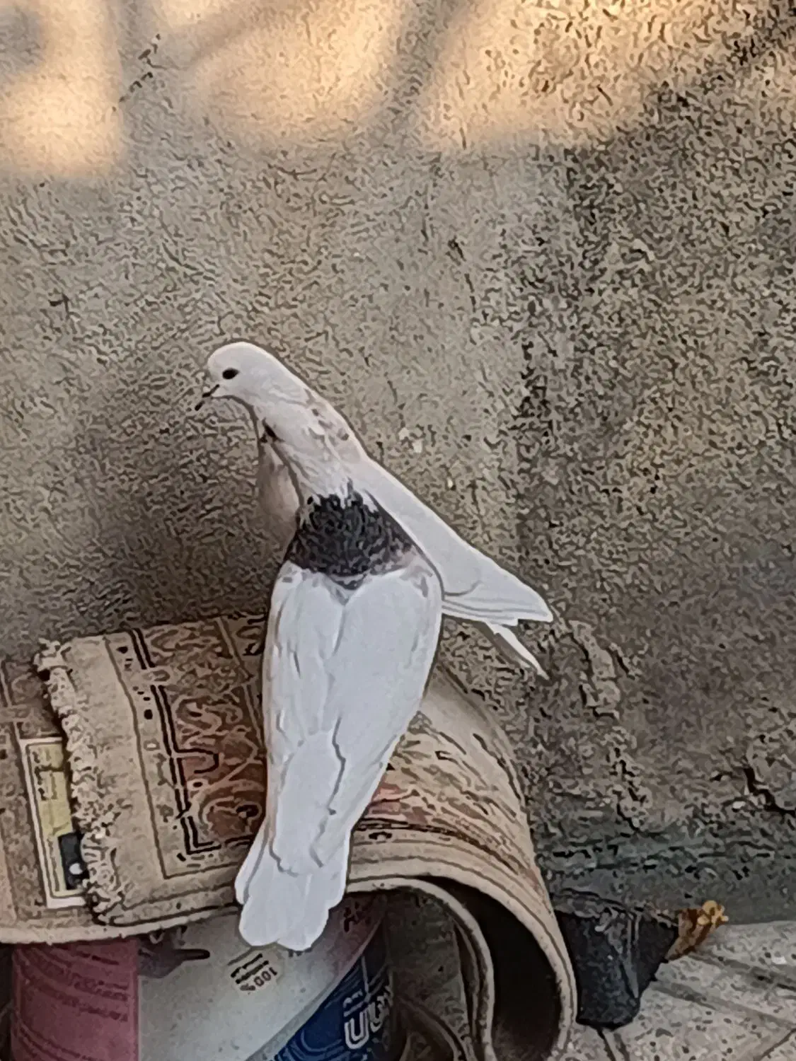 طوقی صحرایی طوقی زرد خالدار|پرنده|همدان, |دیوار