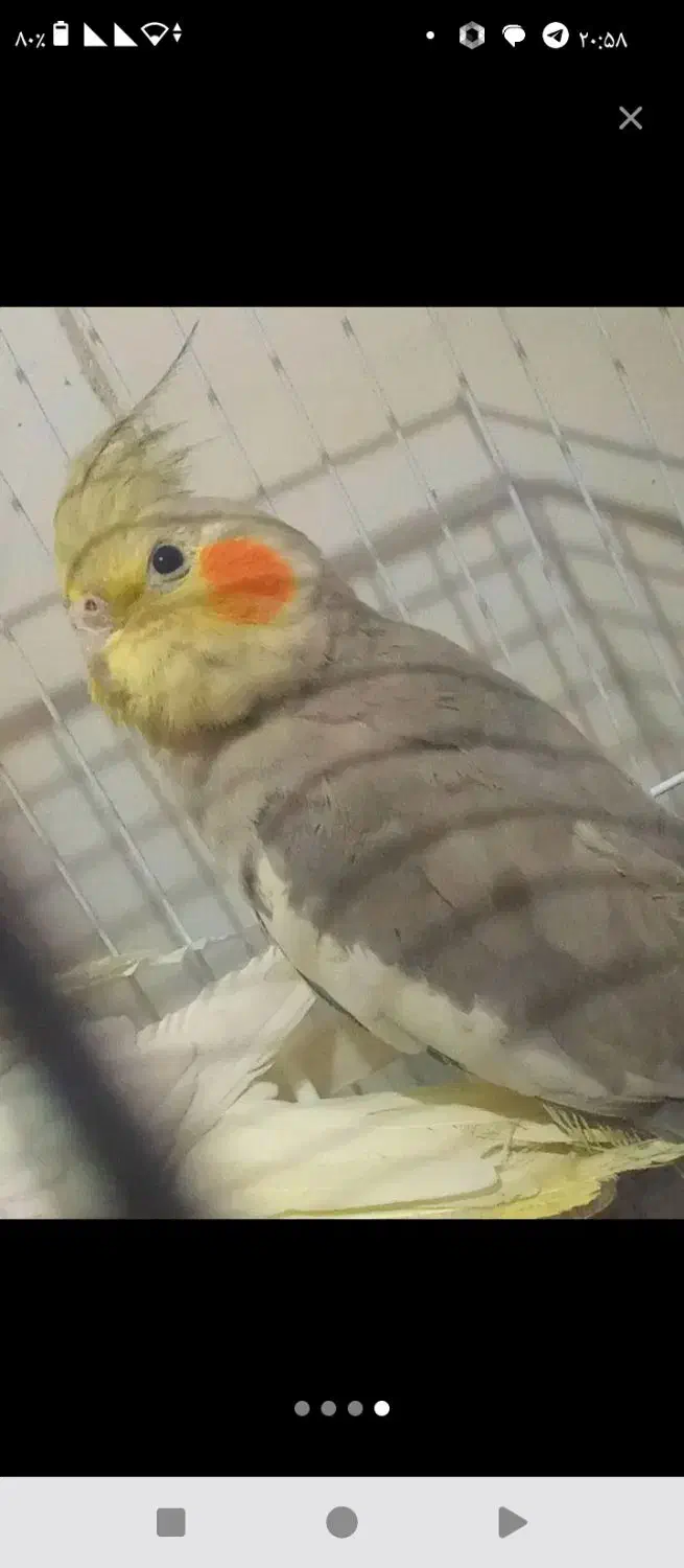 عروس هلندی ماده|پرنده|سیرجان, |دیوار