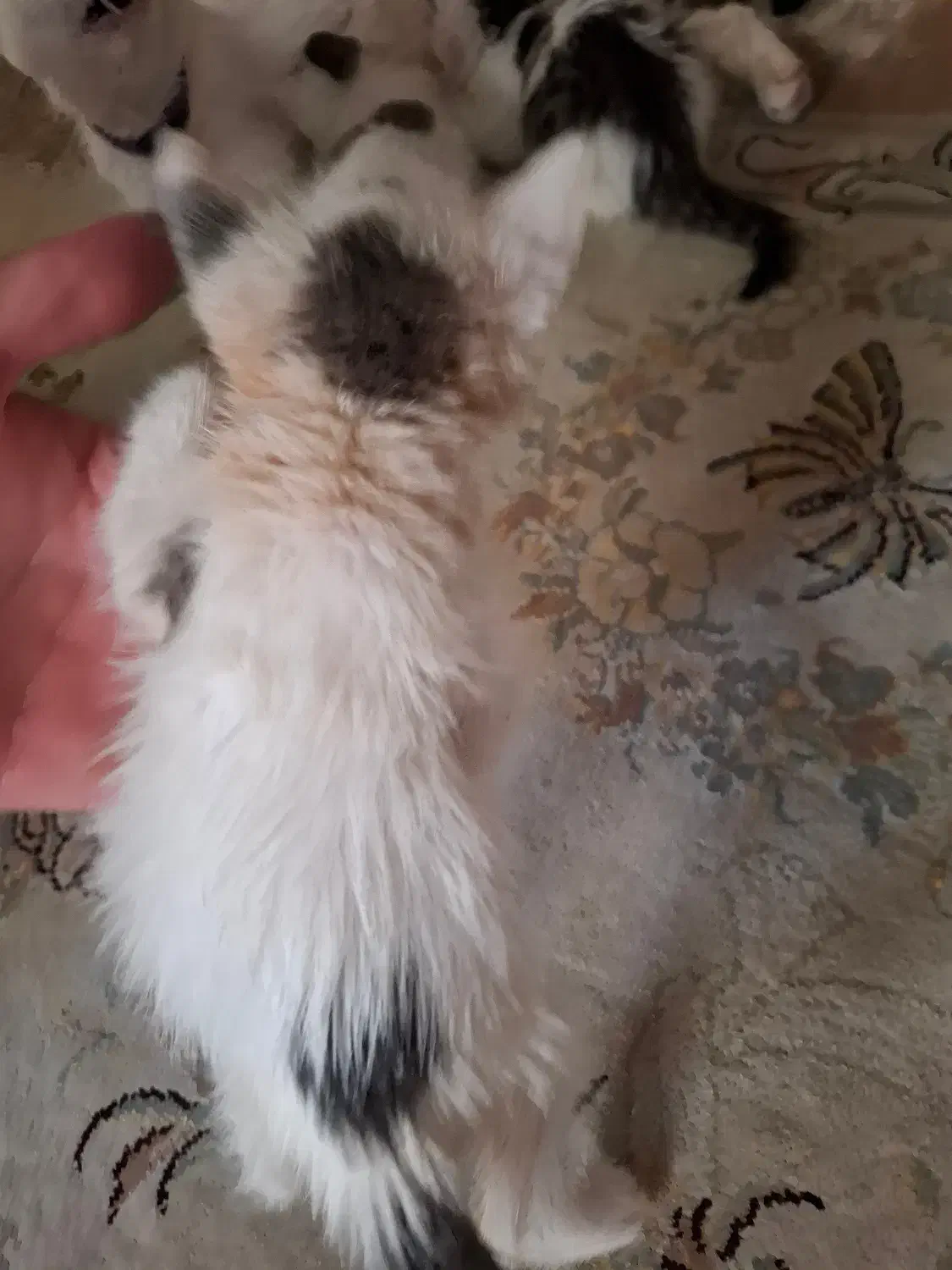 ۲ عدد گربه ۲ ماهه واگذاری رایگان|گربه|شهریار, شهریار|دیوار