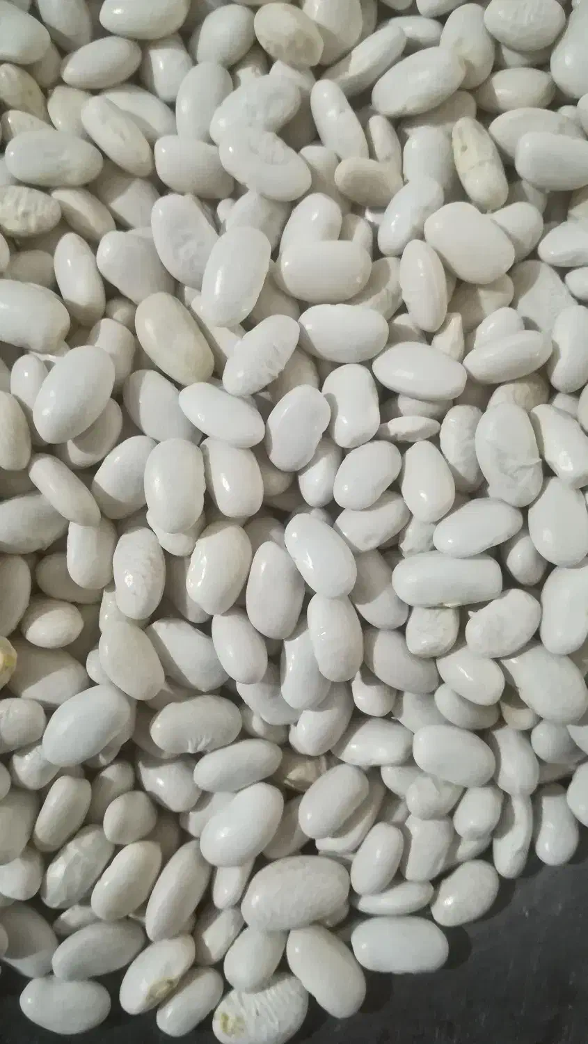 لوبیا سفید|خوردنی و آشامیدنی|داران, |دیوار
