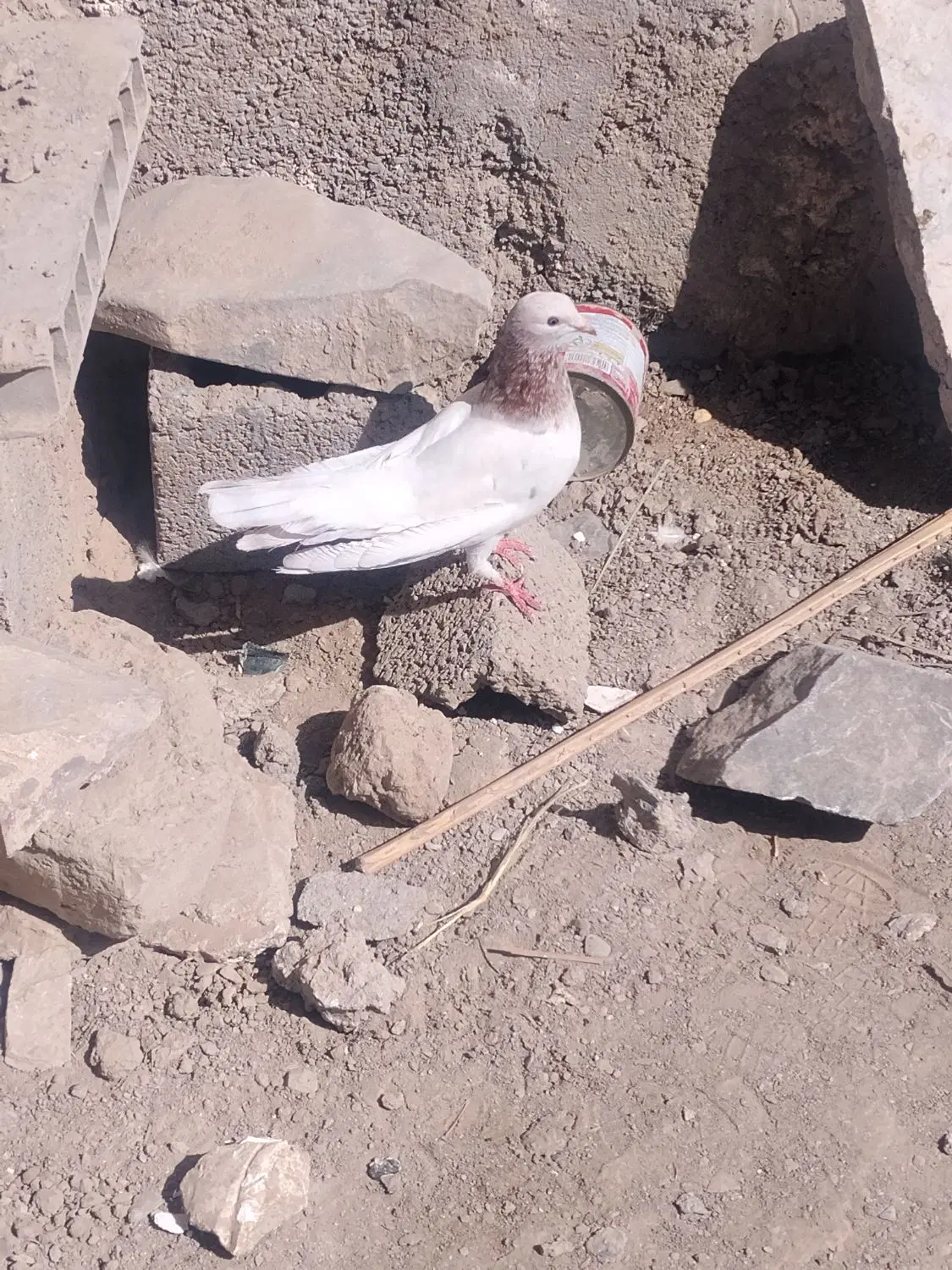 جفت|پرنده|سراوان, |دیوار