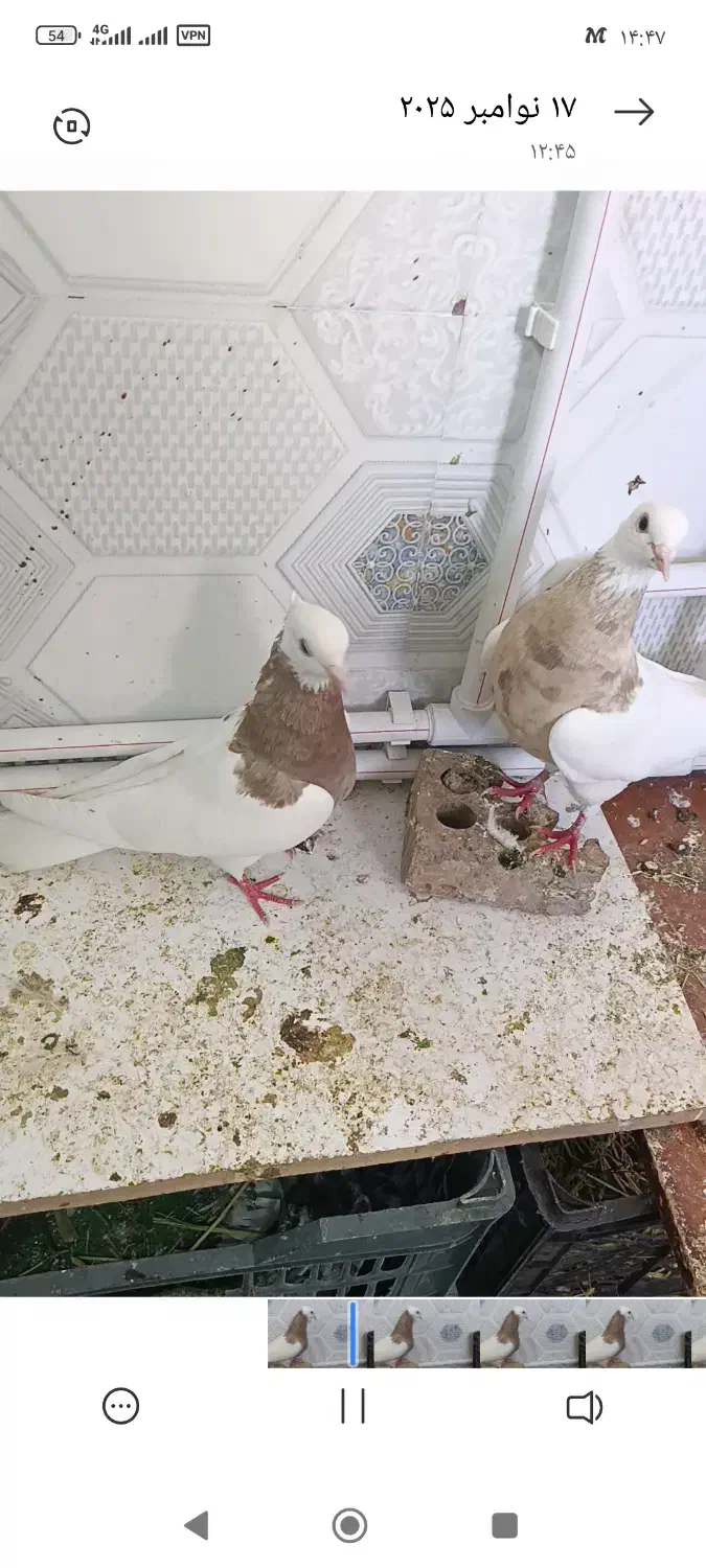 فروش دو عدد طوقی|پرنده|دره شهر, |دیوار