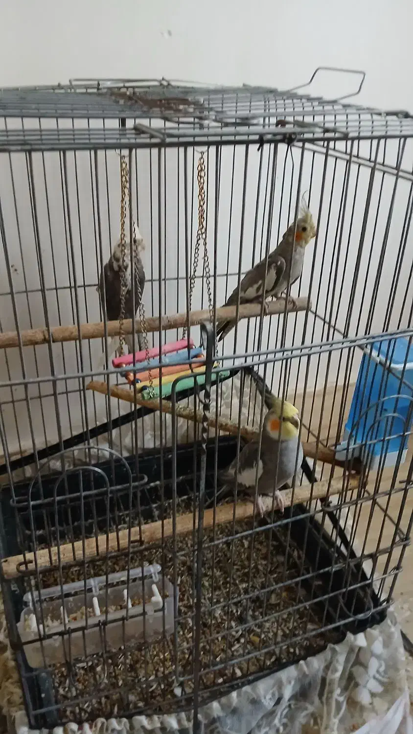 عروس هلندی کشیده و سرحال نژاد وایت فیس و سینامون|پرنده|آبادان, |دیوار