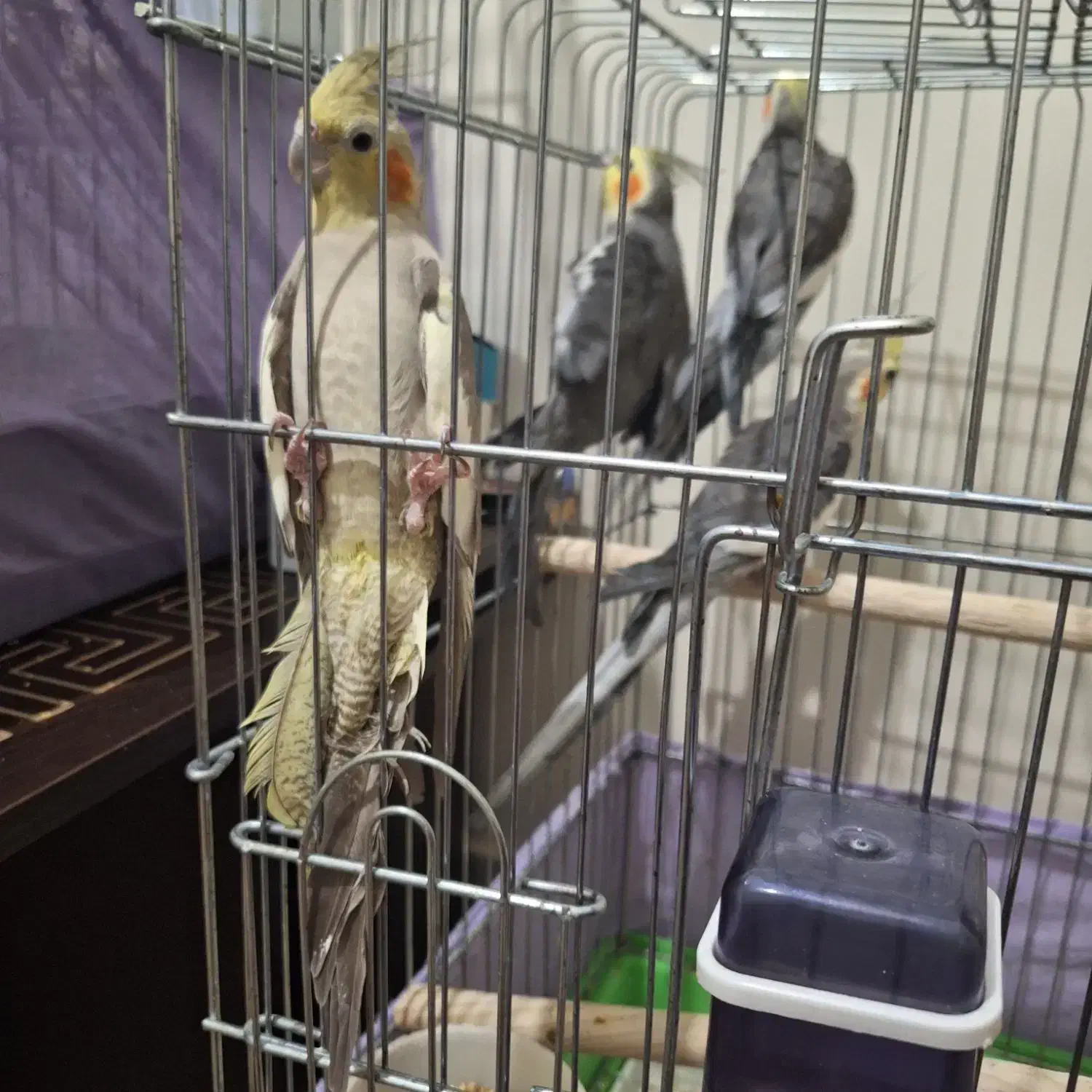 2عدد عروس هلندی|پرنده|کرج, حیدرآباد|دیوار