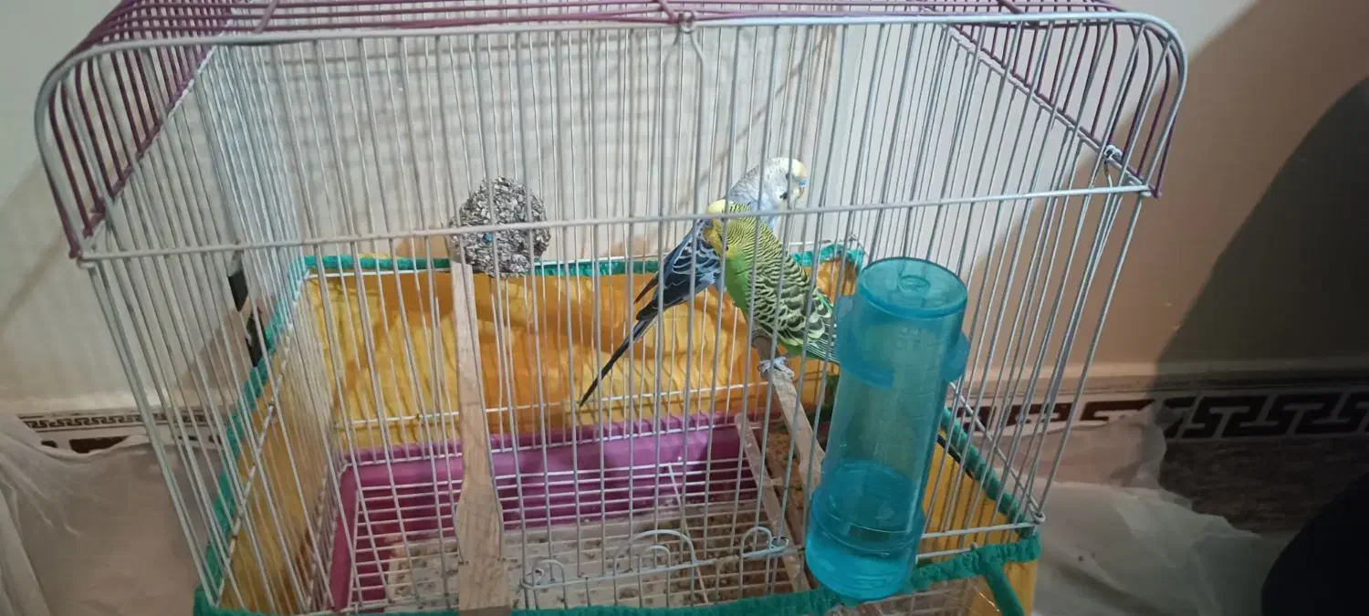 یک جفت مرغ عشق رام دستی|پرنده|رودهن, |دیوار