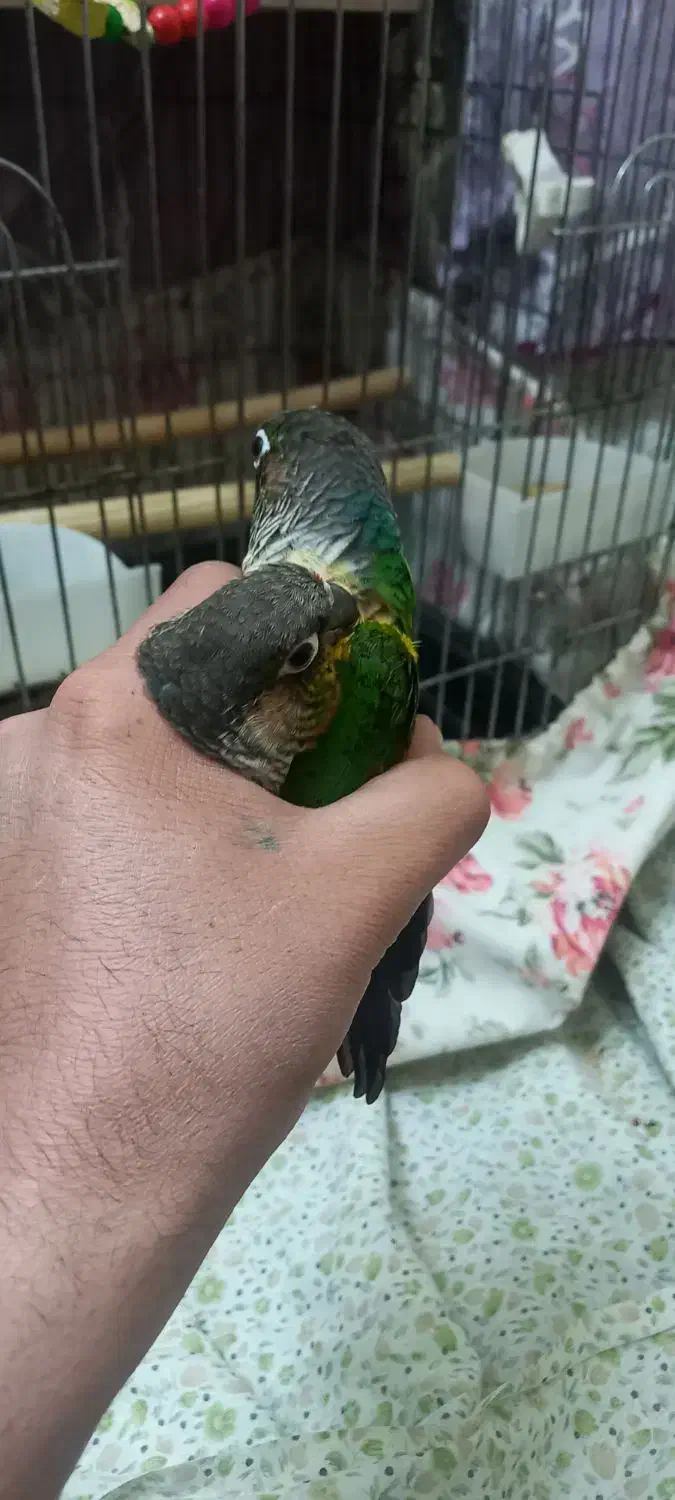 طوطی گرینچیک|پرنده|تهران, شکیبا|دیوار