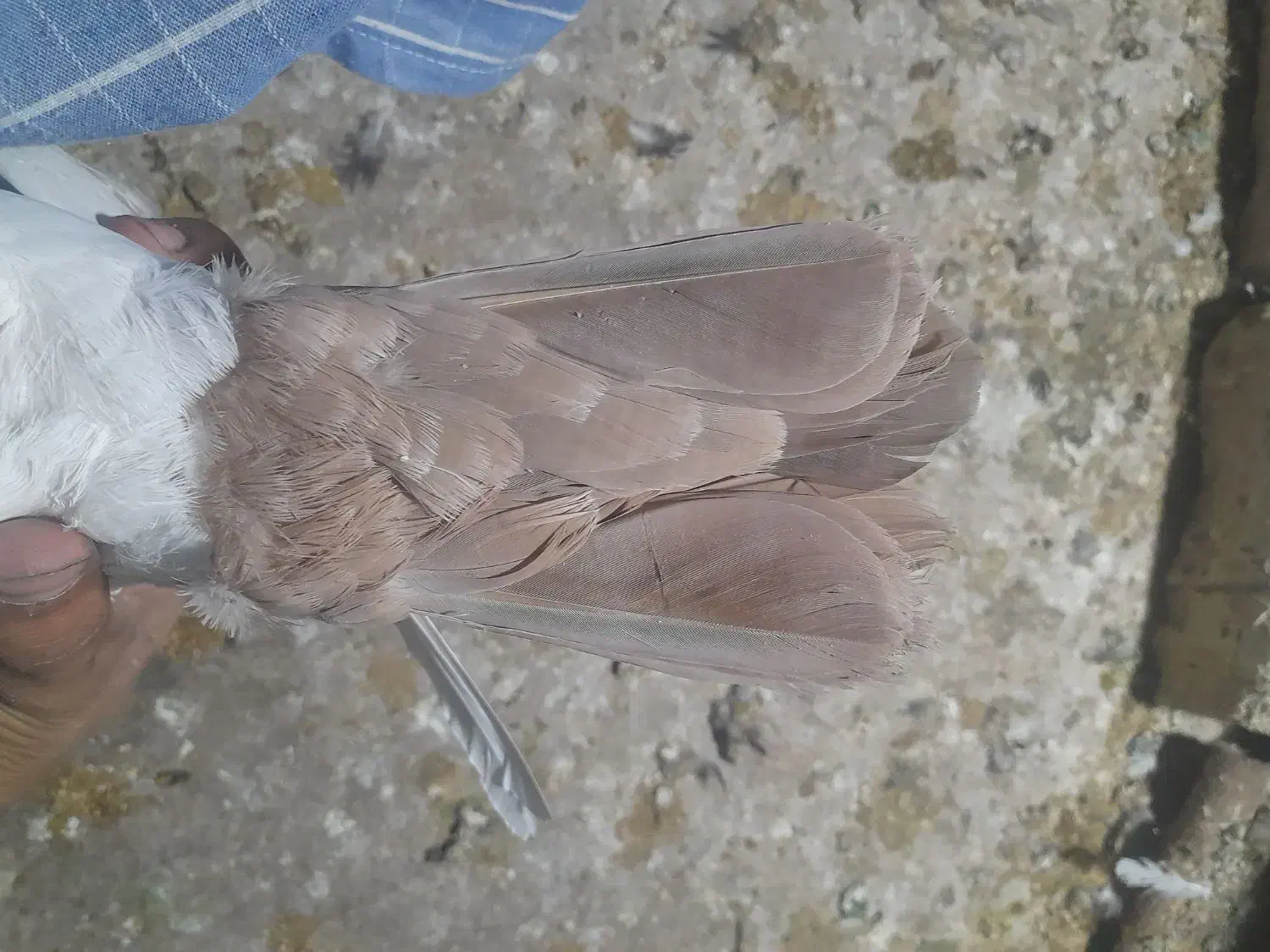 دمزرد|پرنده|رفسنجان, |دیوار