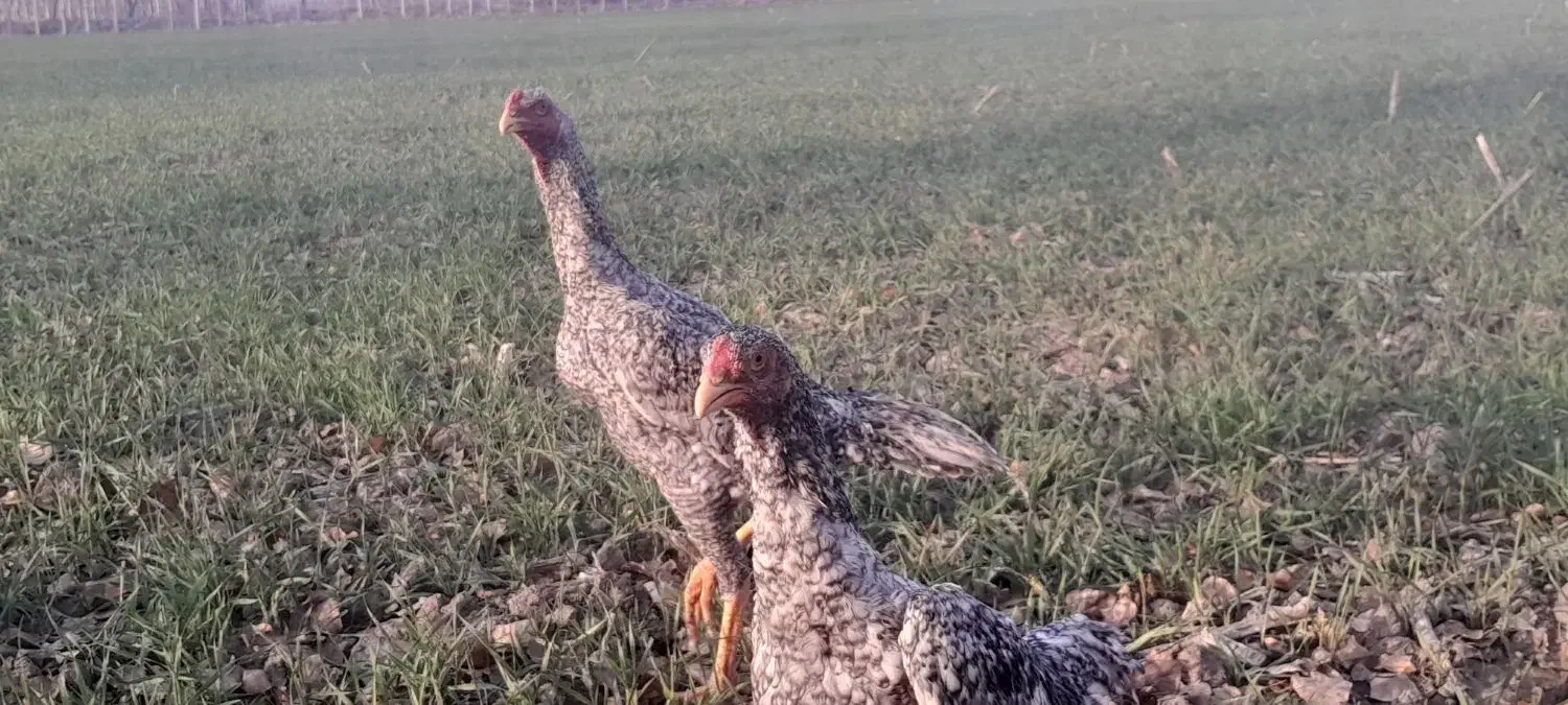 چهار عدد جوجه لاری اوشامای هندی|حیوانات مزرعه|خوی, |دیوار