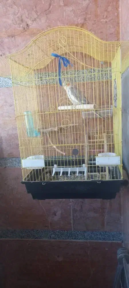 عروس هلندی ماده به همراه قفس|پرنده|گرمسار, |دیوار
